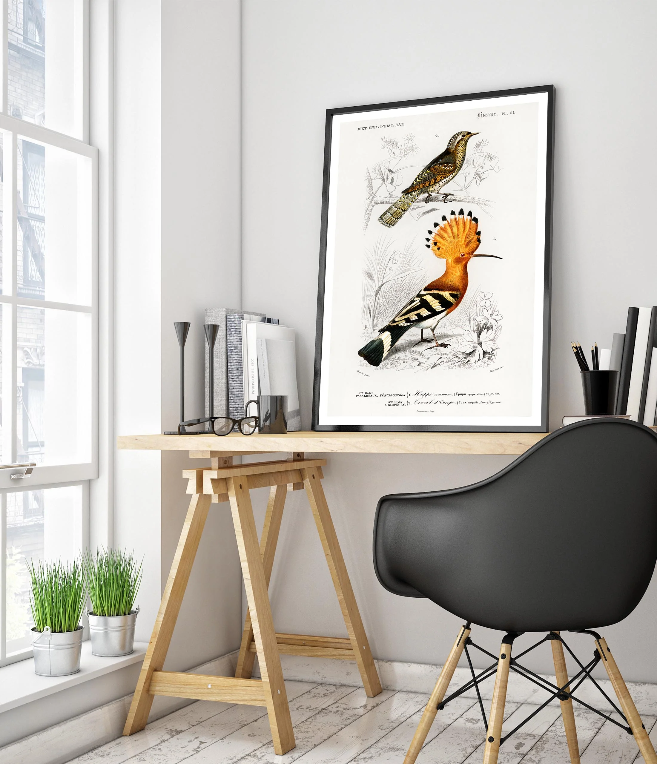 Hoopoe Bird - Image 5