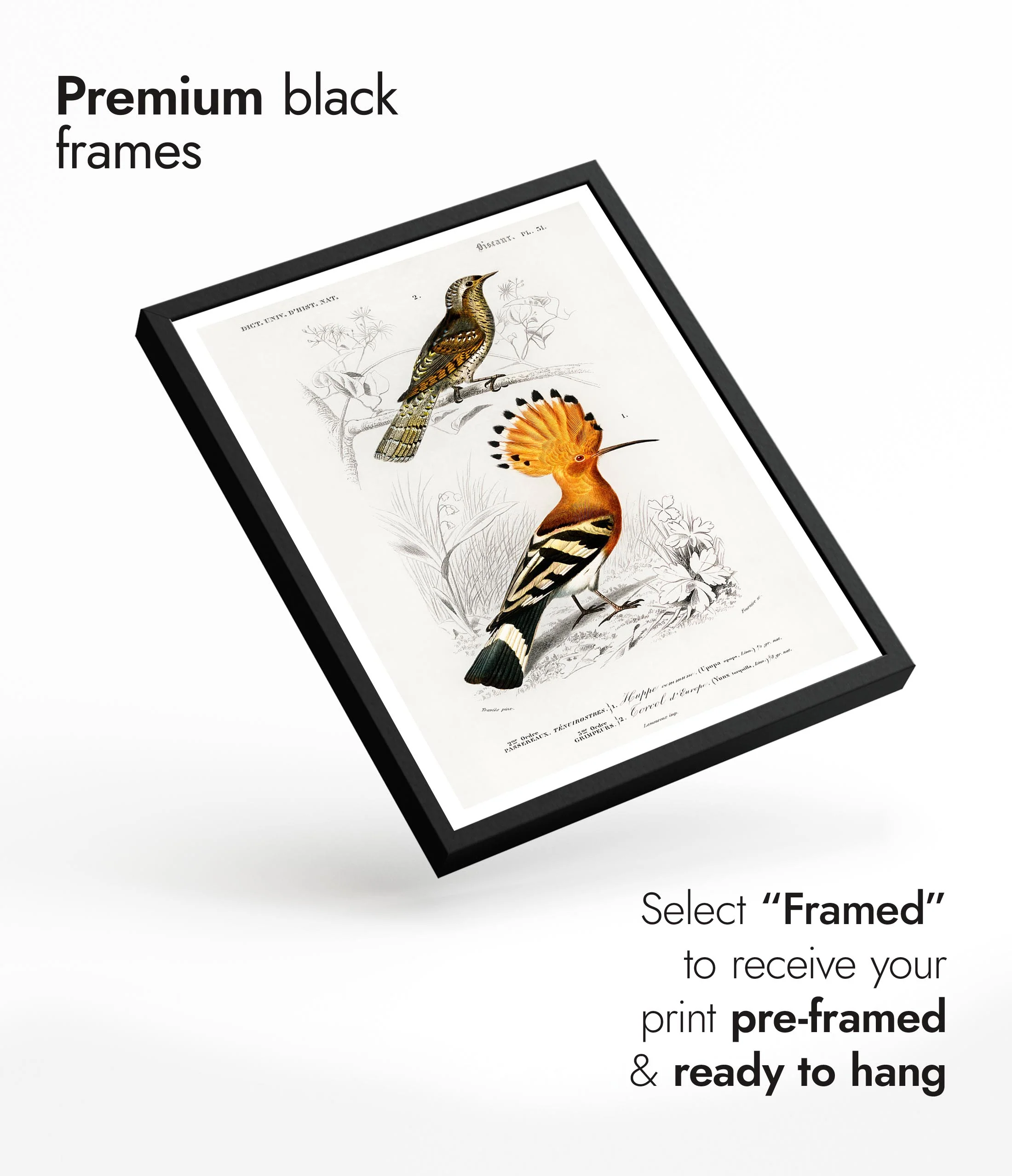 Hoopoe Bird - Image 7