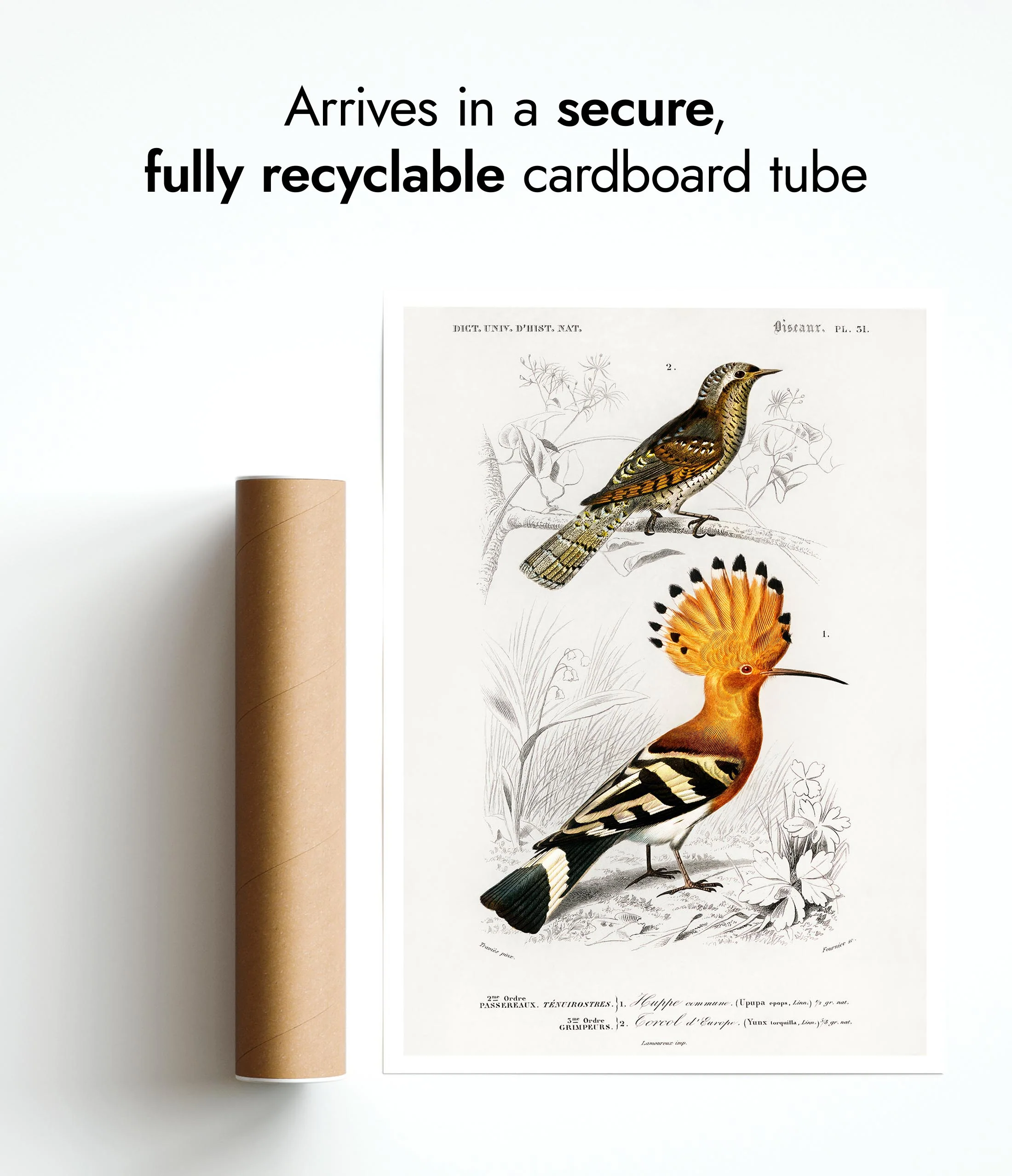 Hoopoe Bird - Image 9