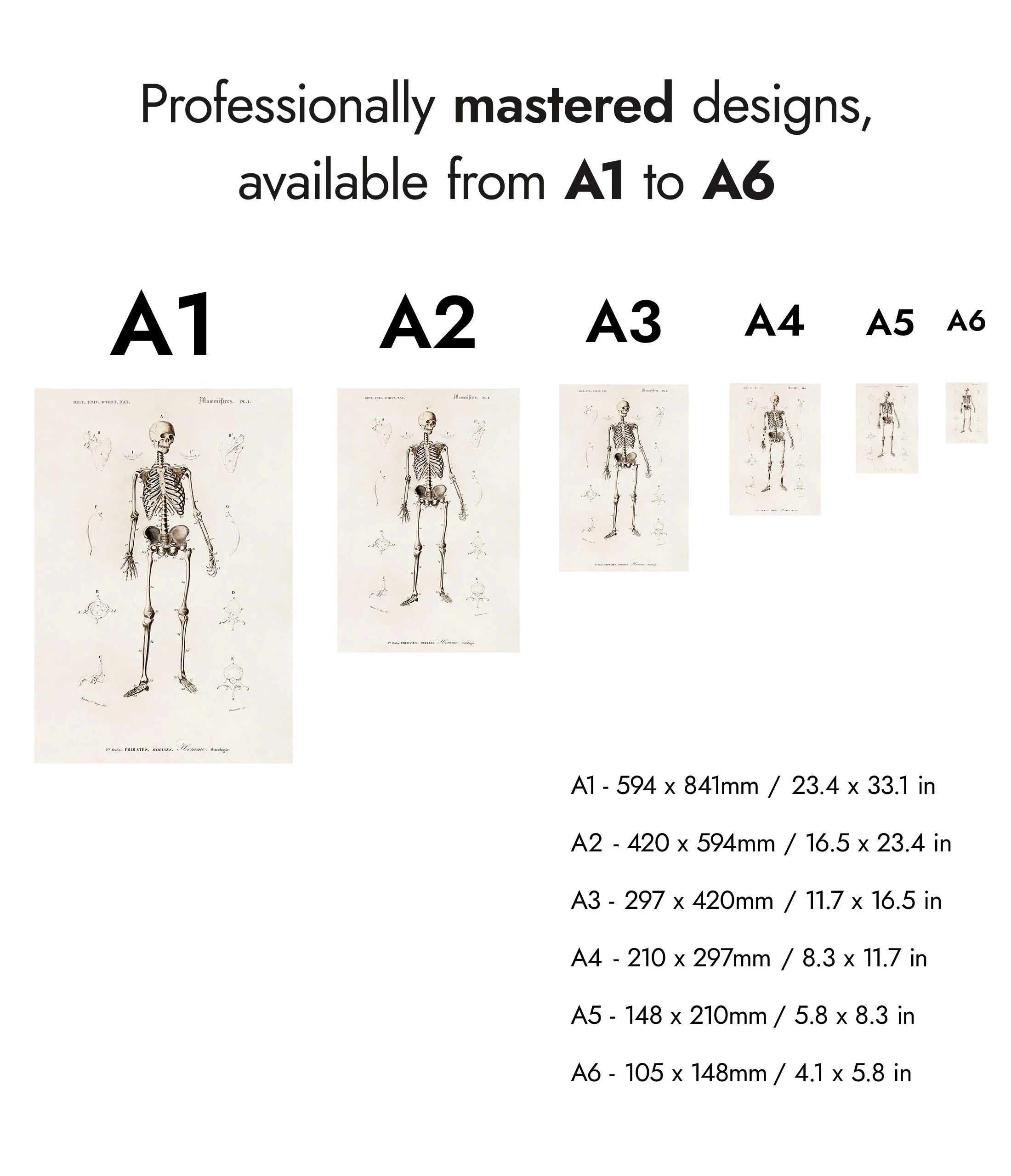 Human Skeleton - Image 8