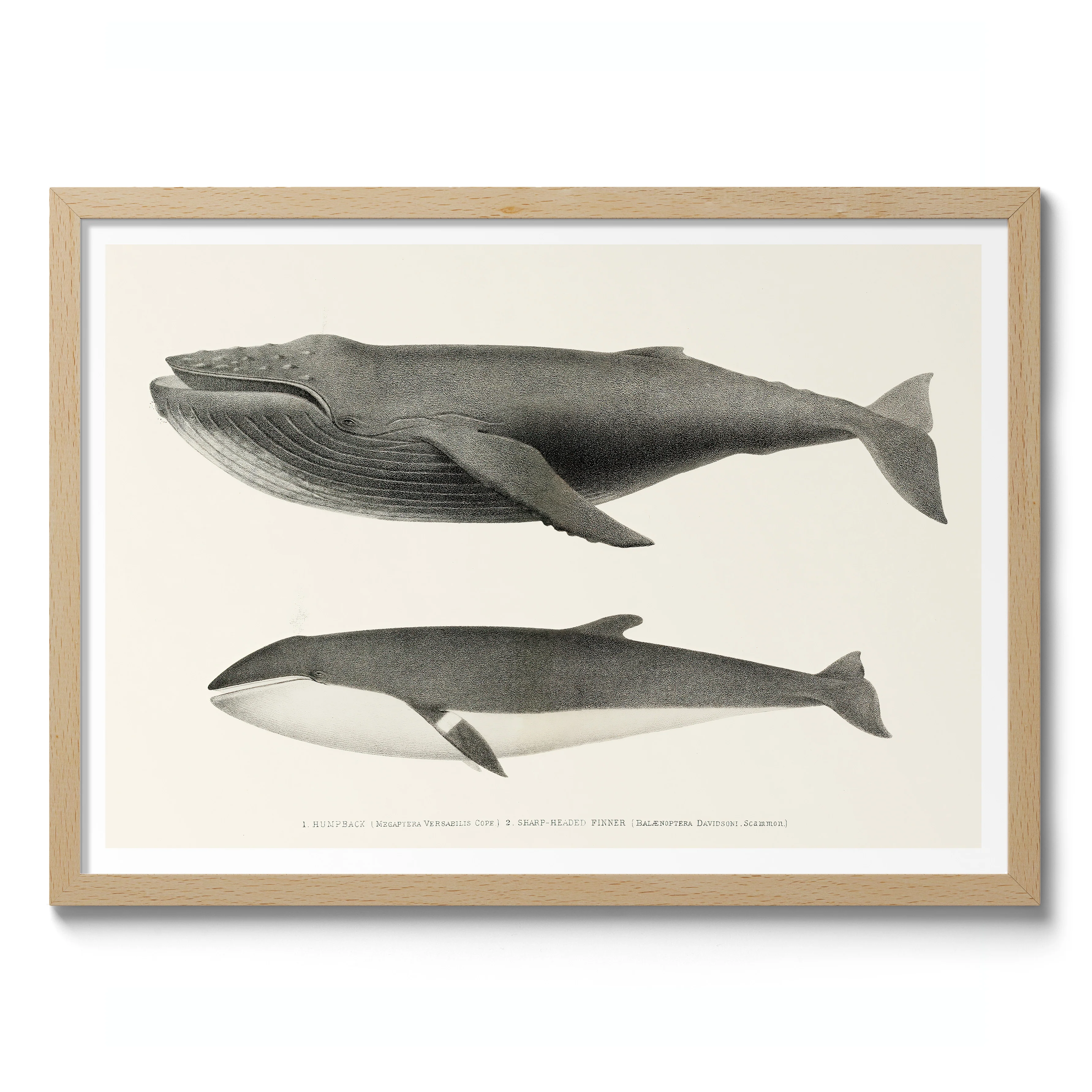 Humpback & Sharp Headed Finner Whales - Image 3
