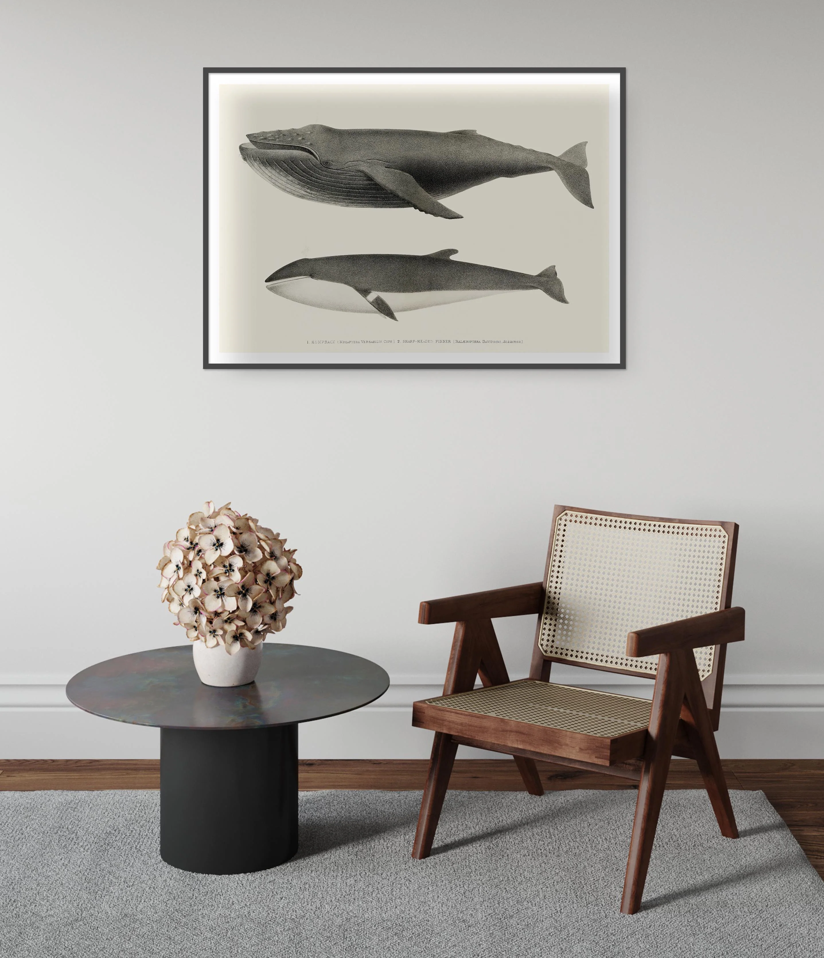 Humpback & Sharp Headed Finner Whales - Image 5
