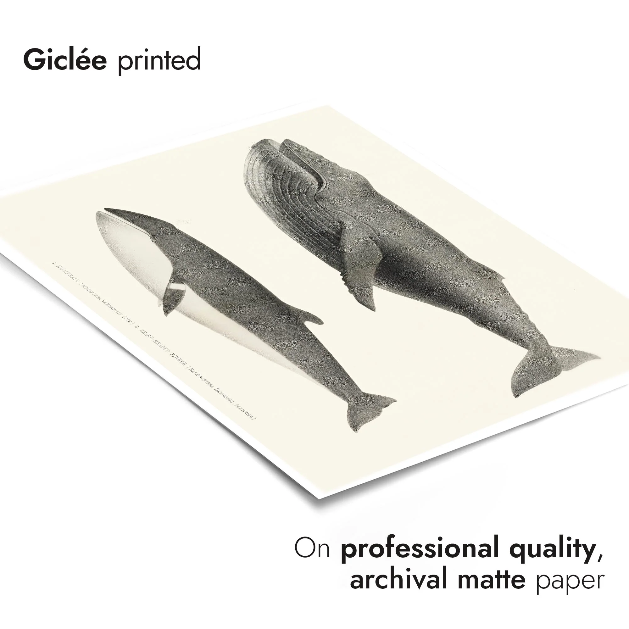 Humpback & Sharp Headed Finner Whales - Image 6