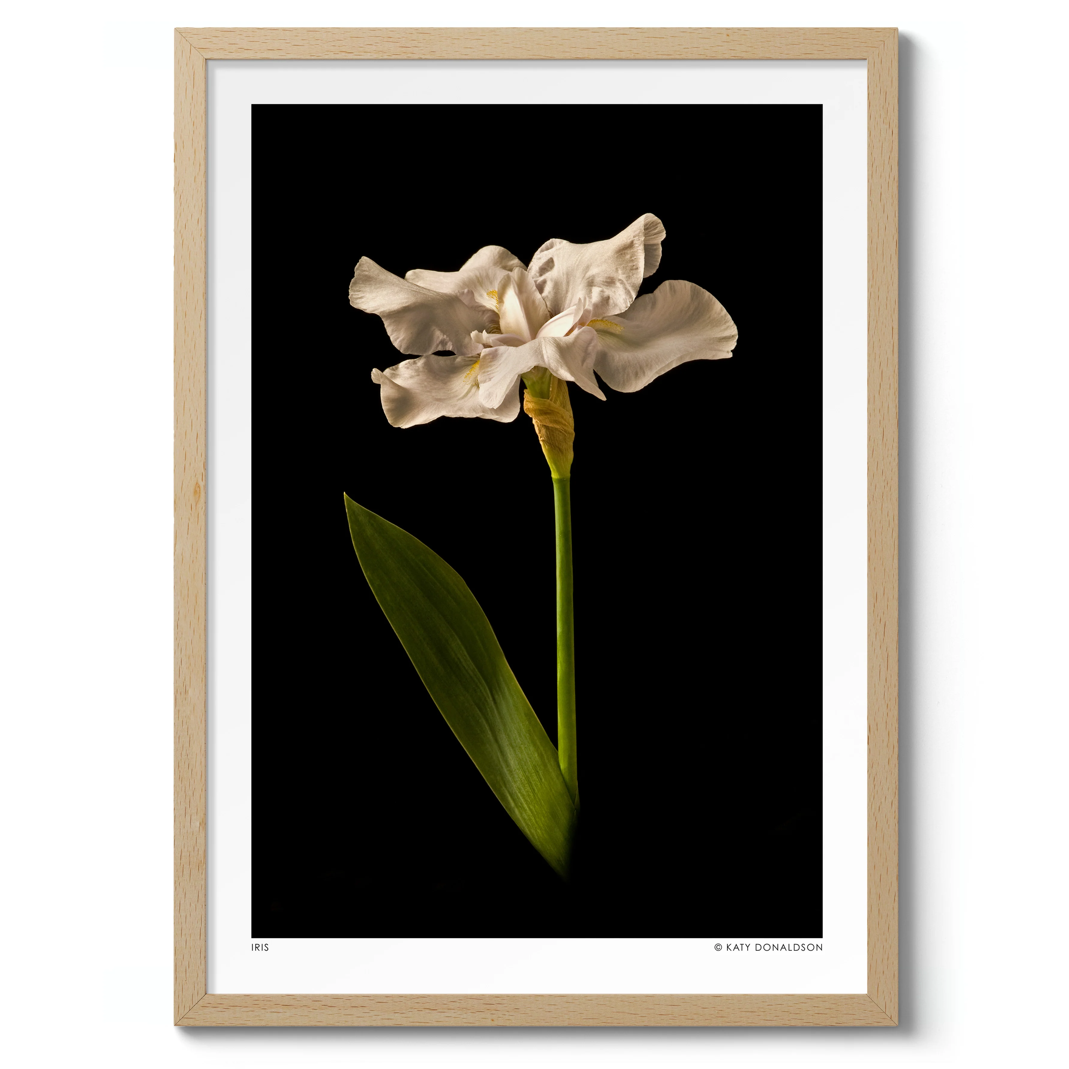 Iris - Image 3