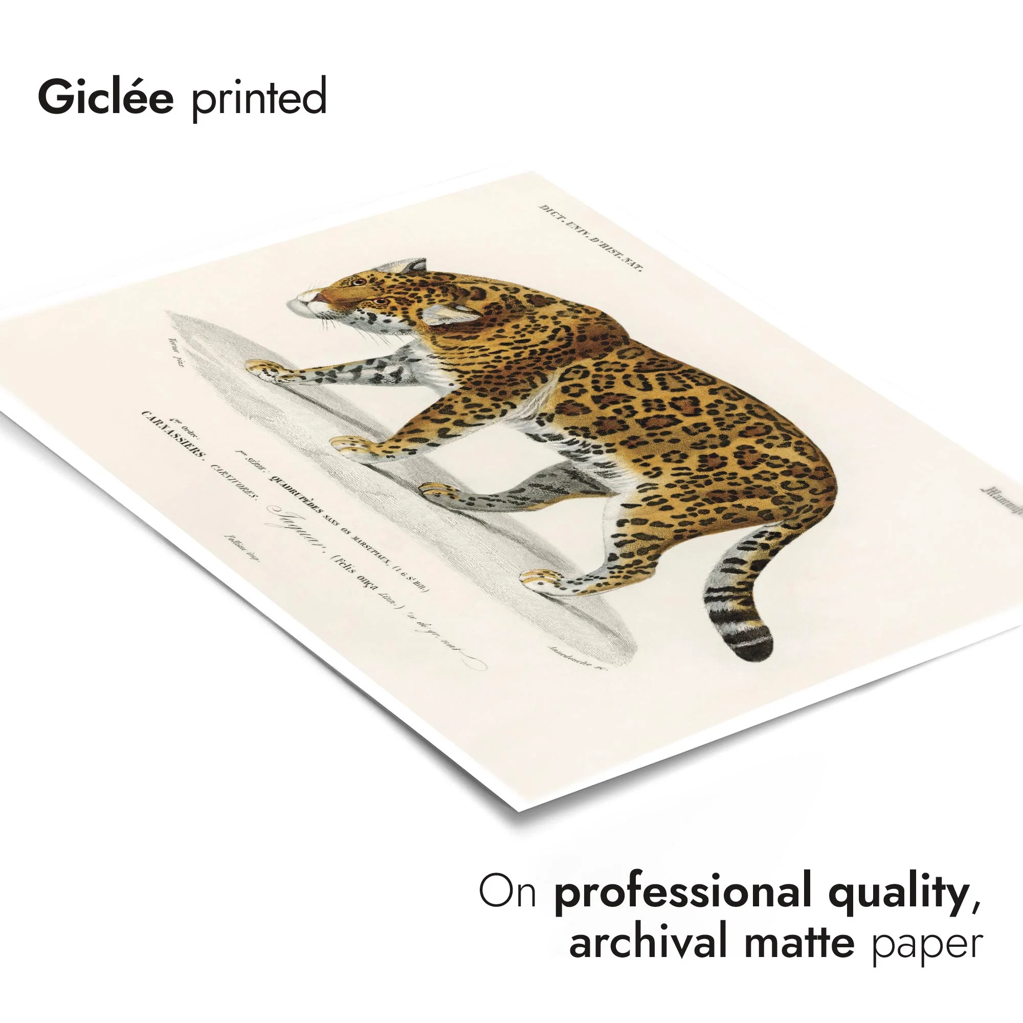 Jaguar - Image 6