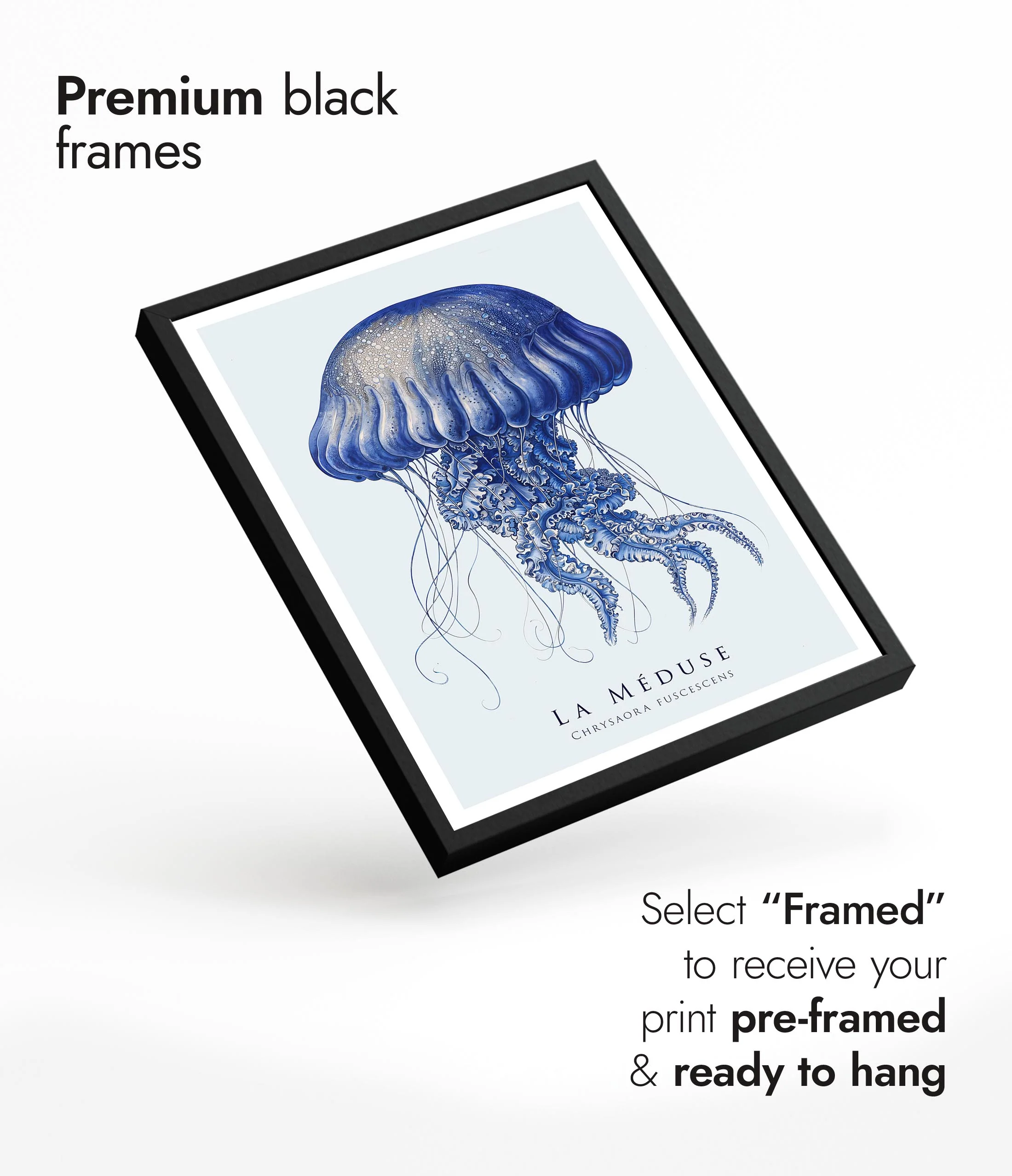 Jellyfish - Image 7