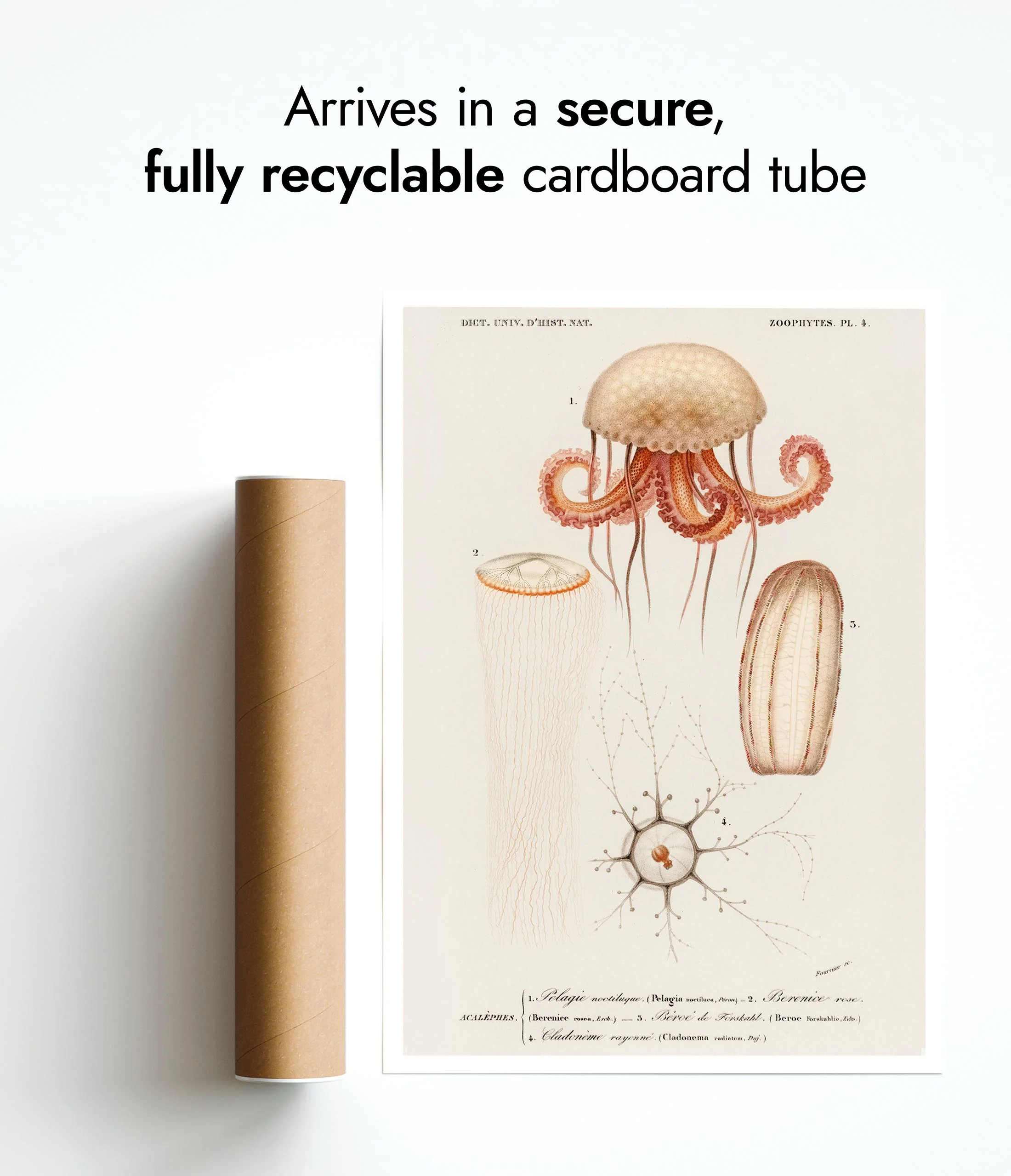 Jellyfish II - Image 9