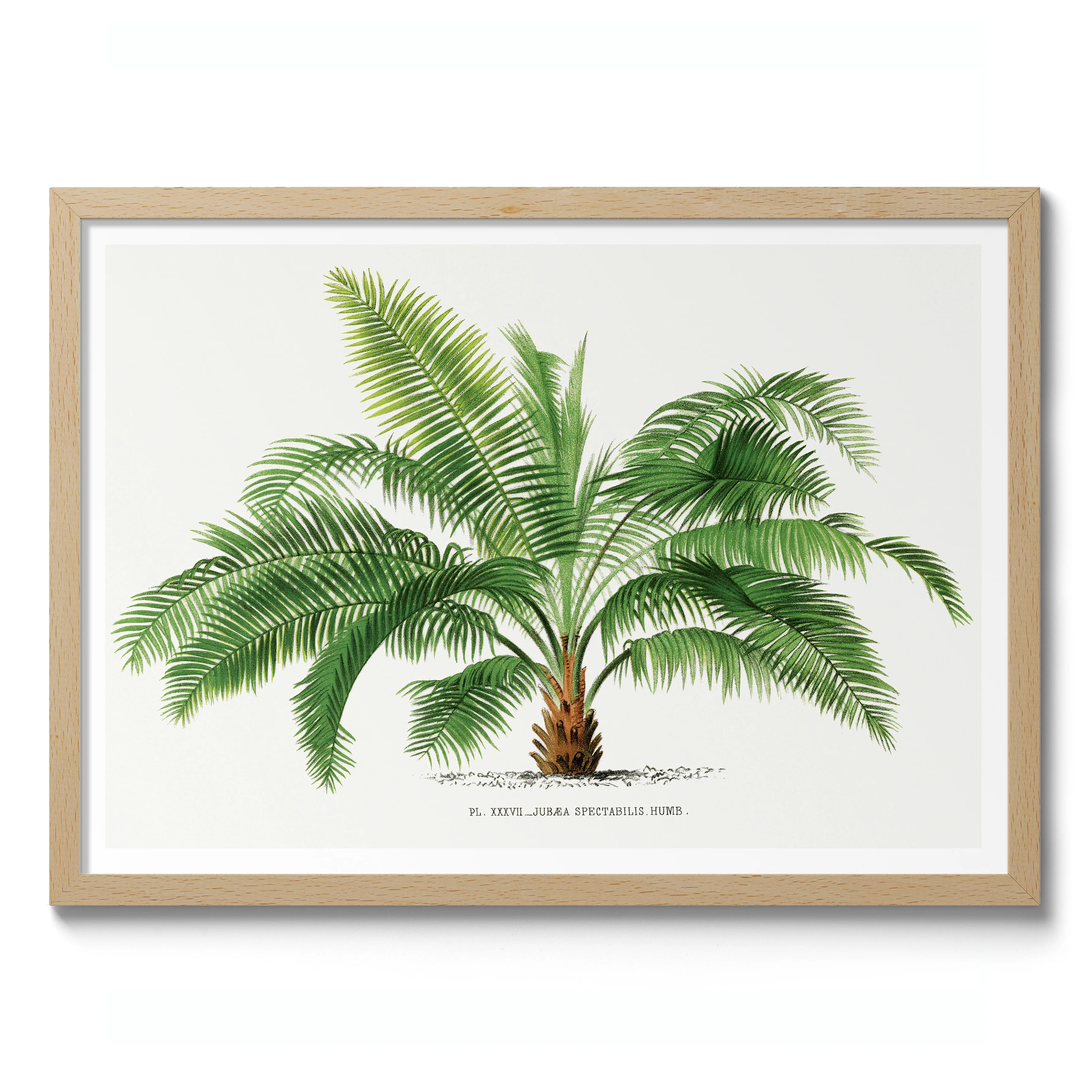 Jubea Spectabilis - Image 3