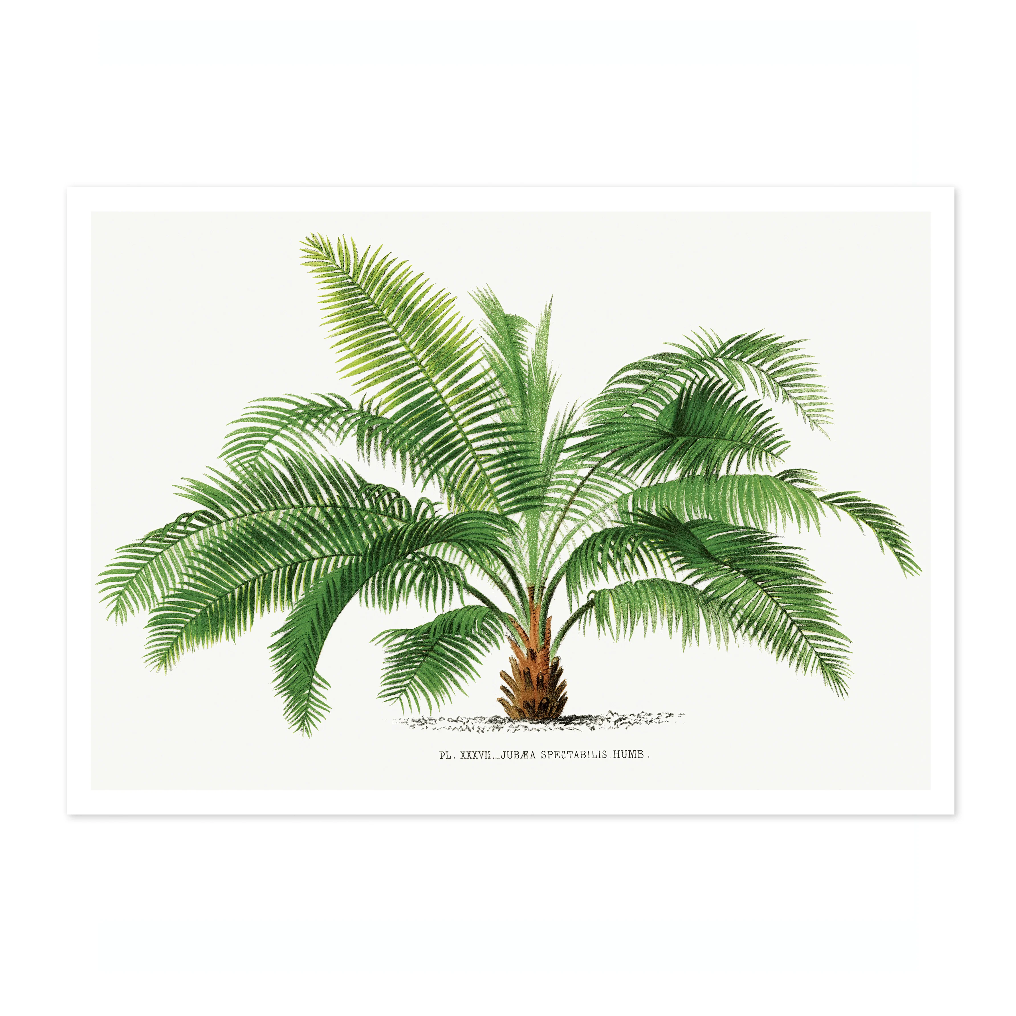 Jubea Spectabilis - Image 4