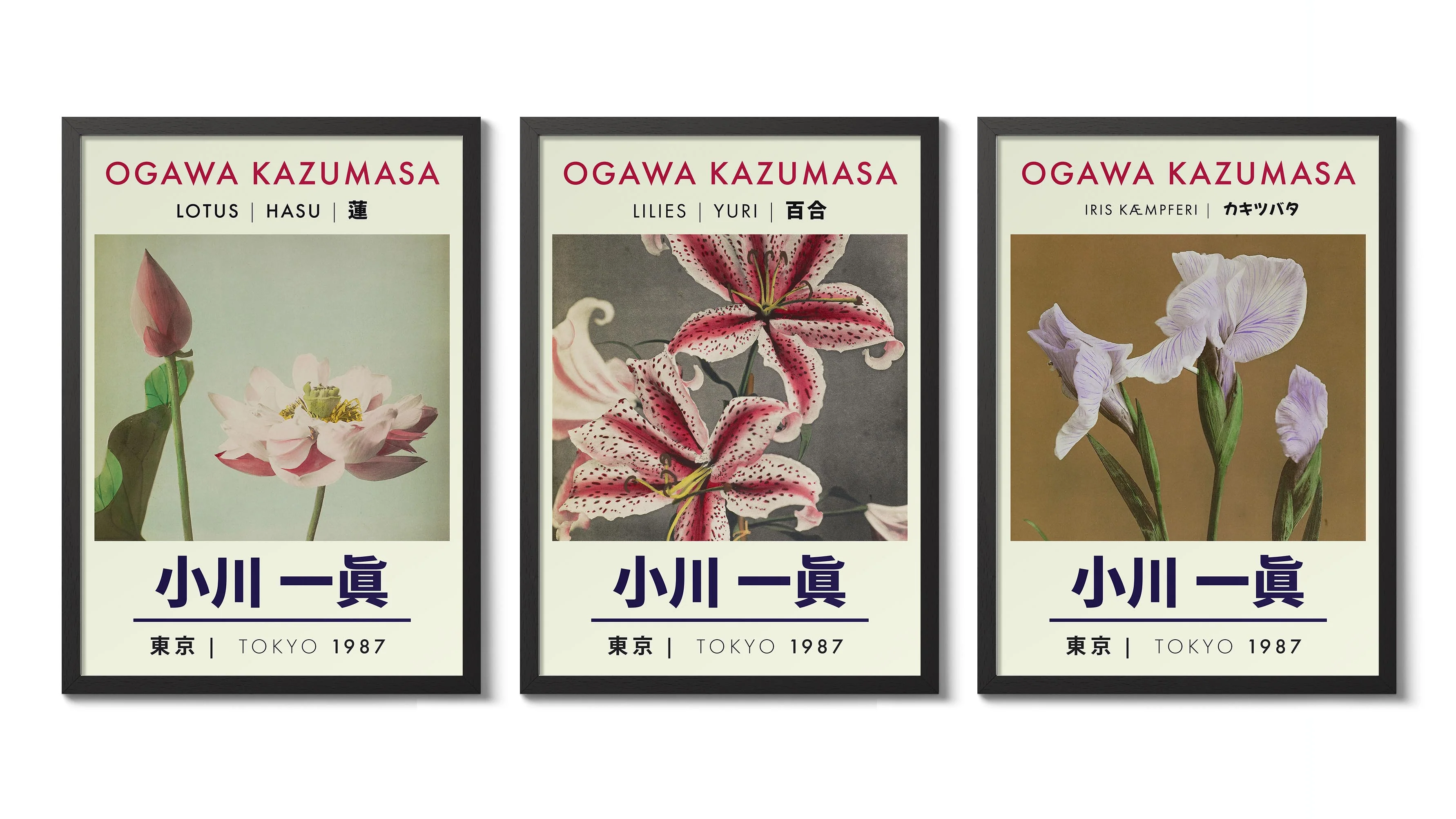 Kazumasa Lotus Exhibition