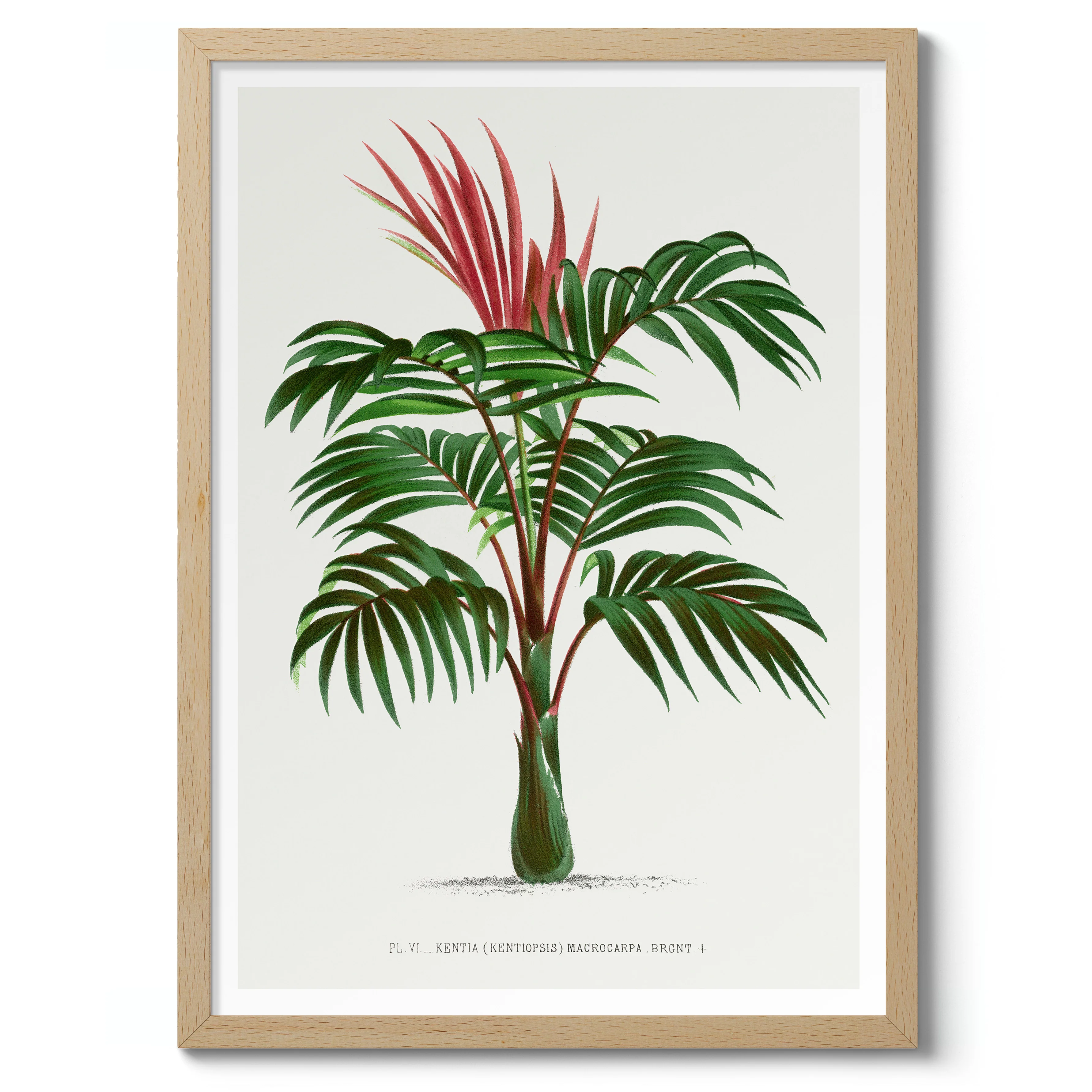 Kentia Macrocarpa - Image 3