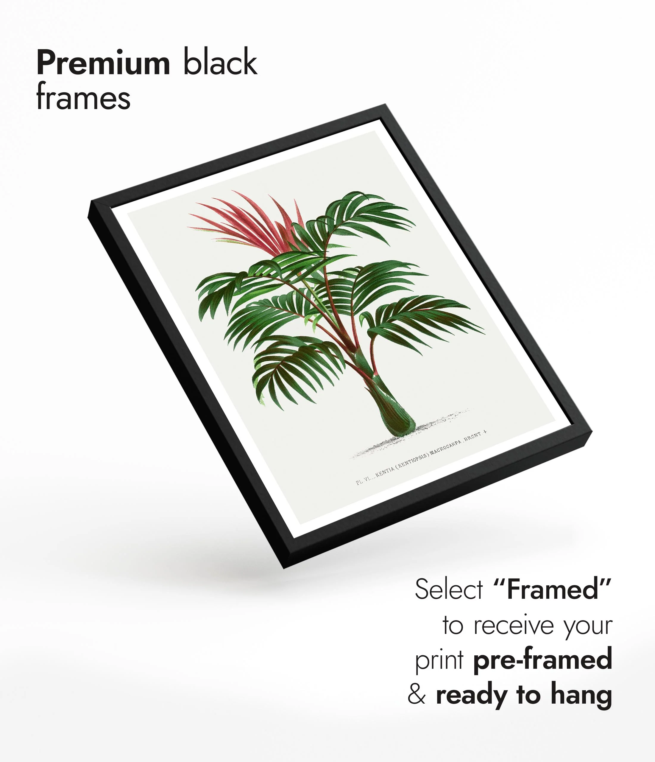 Kentia Macrocarpa - Image 7