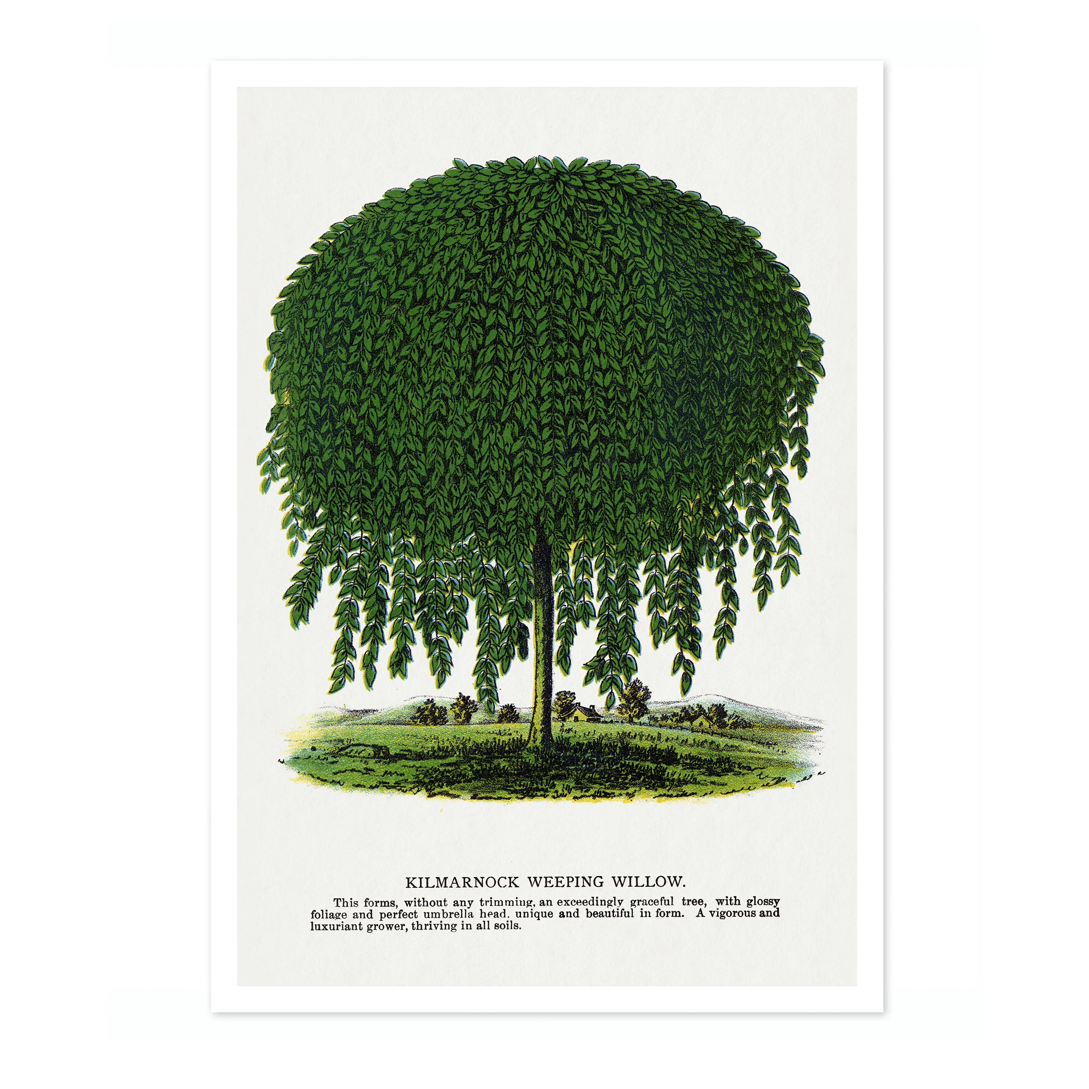 Kilmarnock Weeping Willow - Image 4
