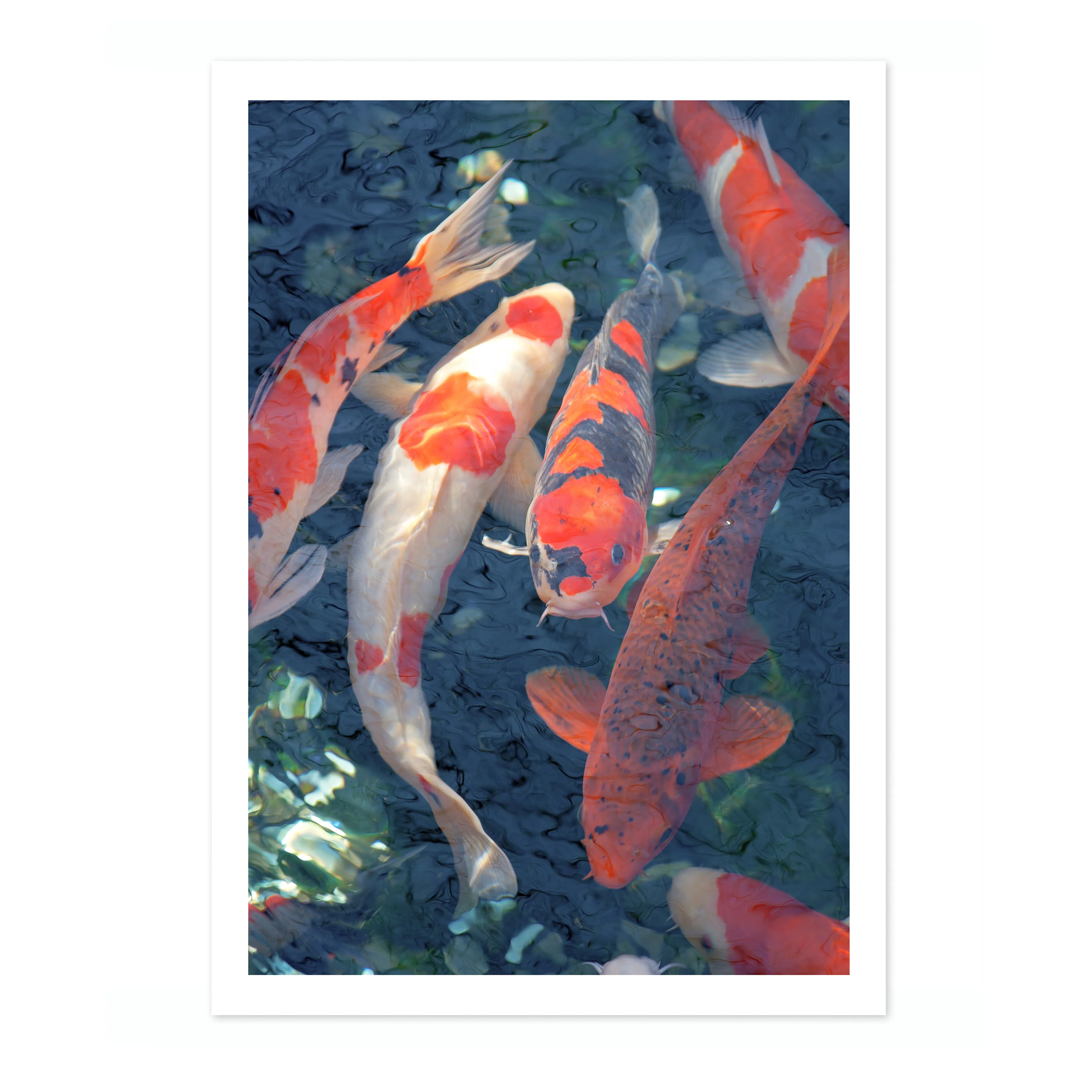 Koi Fish, Blue - Image 4