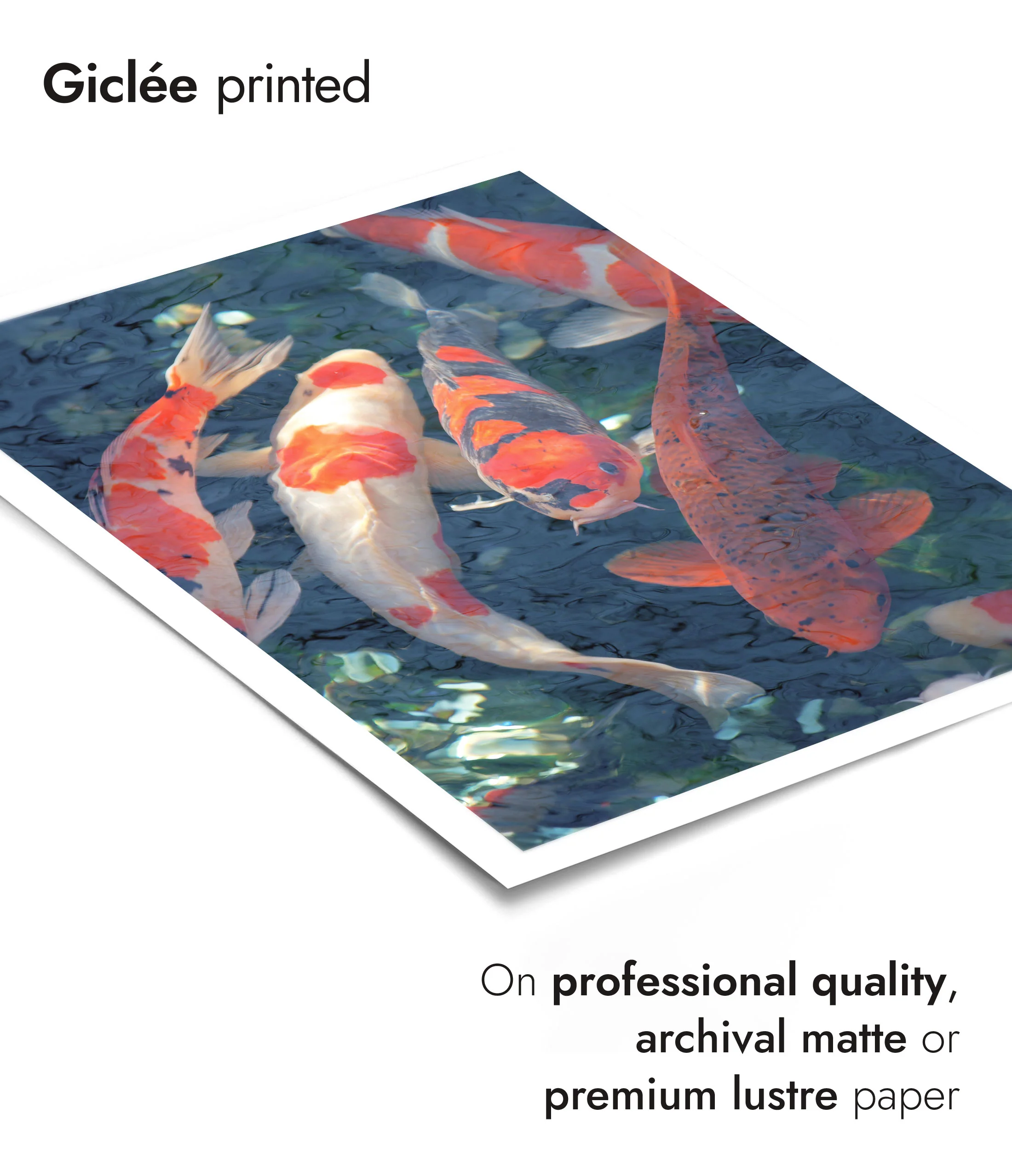 Koi Fish, Blue - Image 6