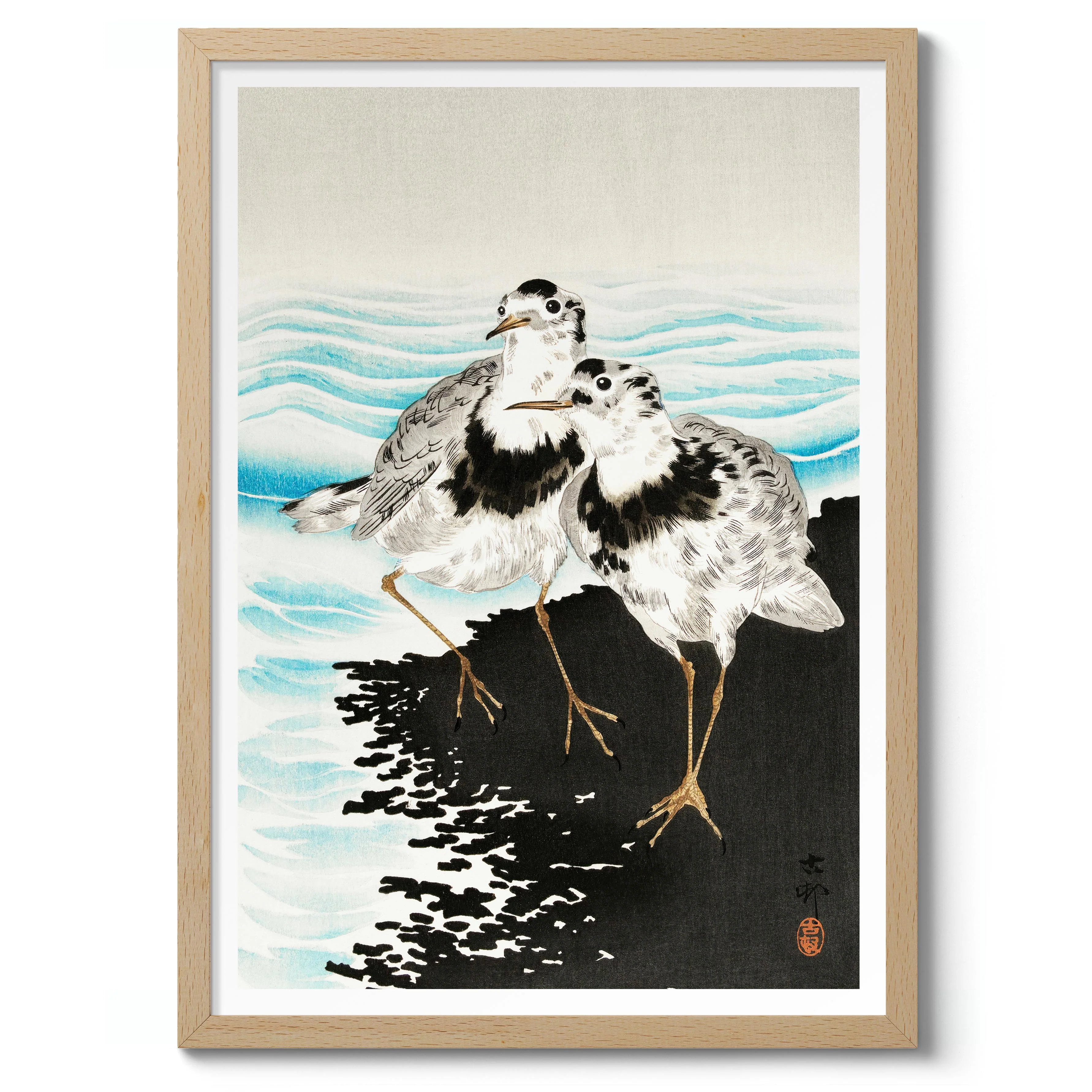 Large Coot Sandpipers - Image 3