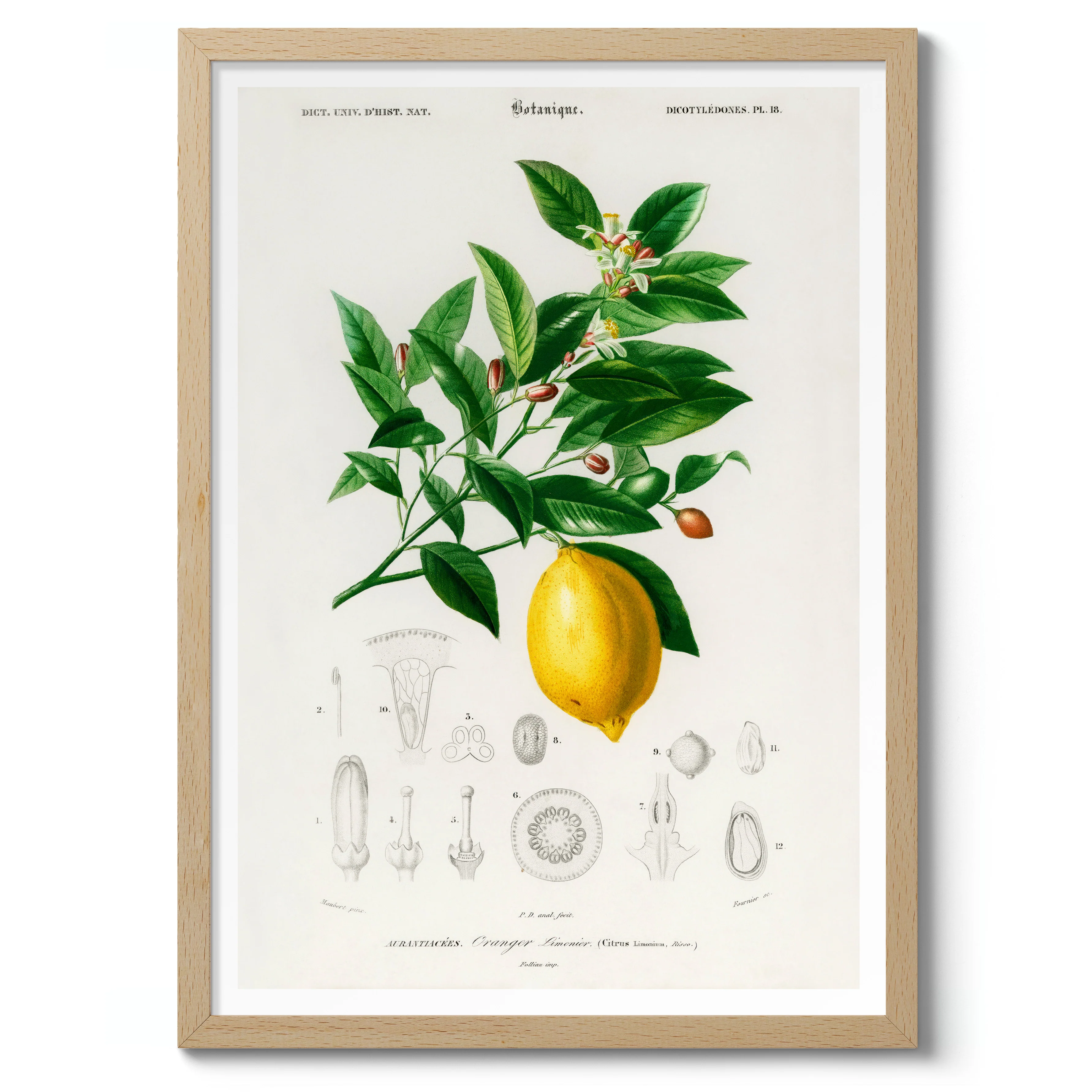 Lemon - Image 3