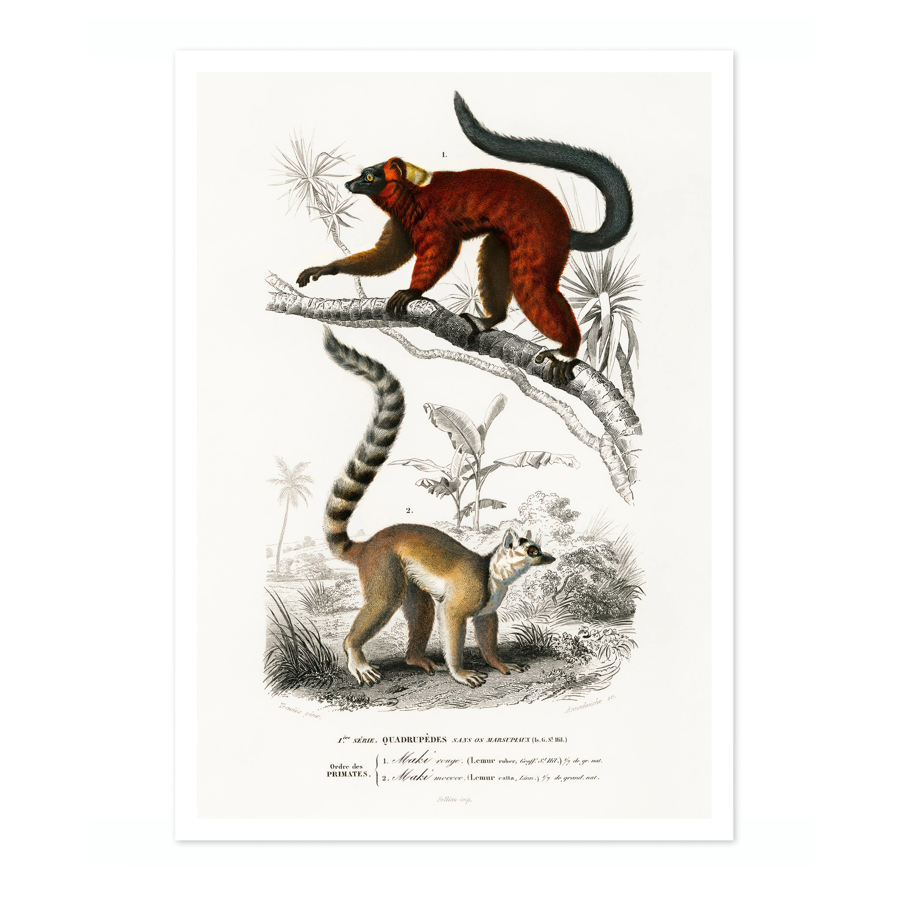 Lemurs - Image 4