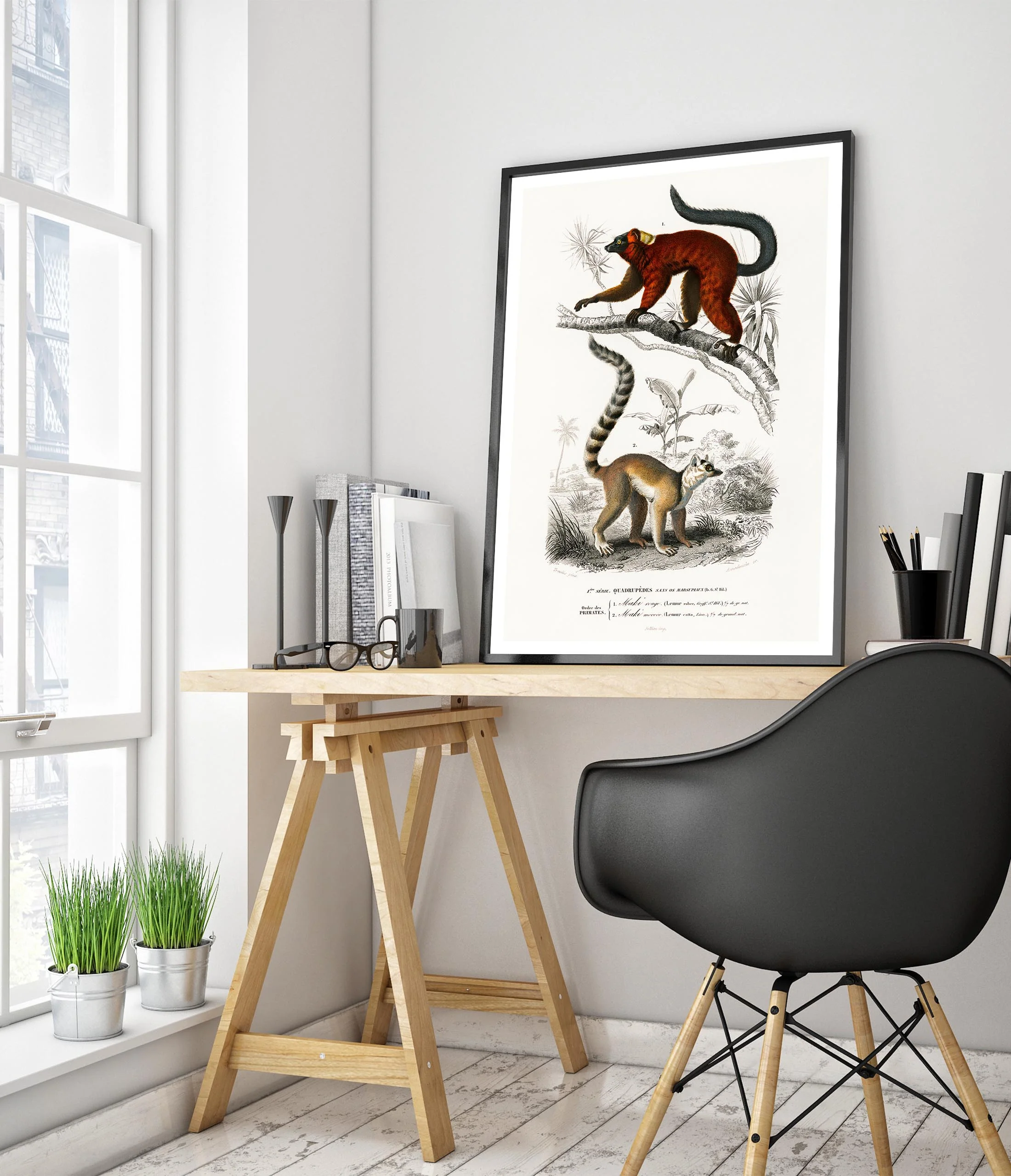 Lemurs - Image 5
