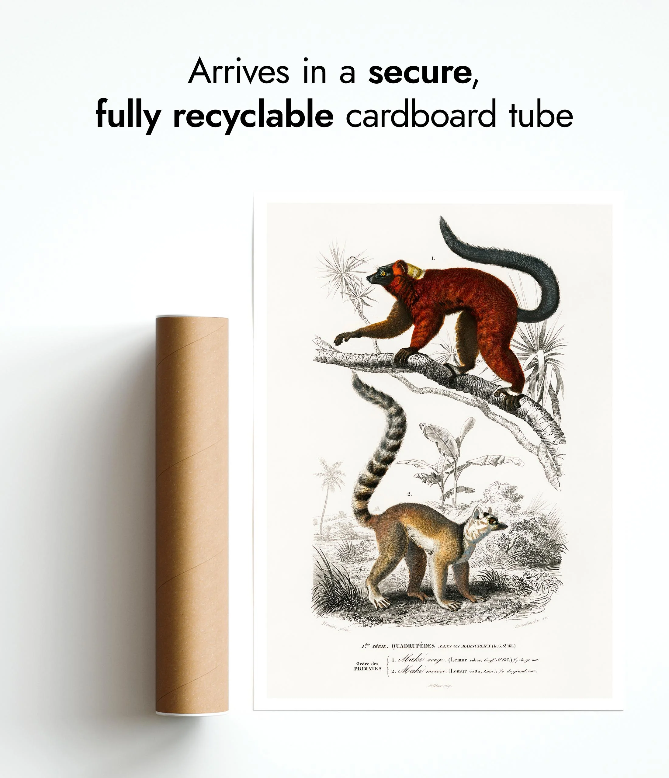 Lemurs - Image 9