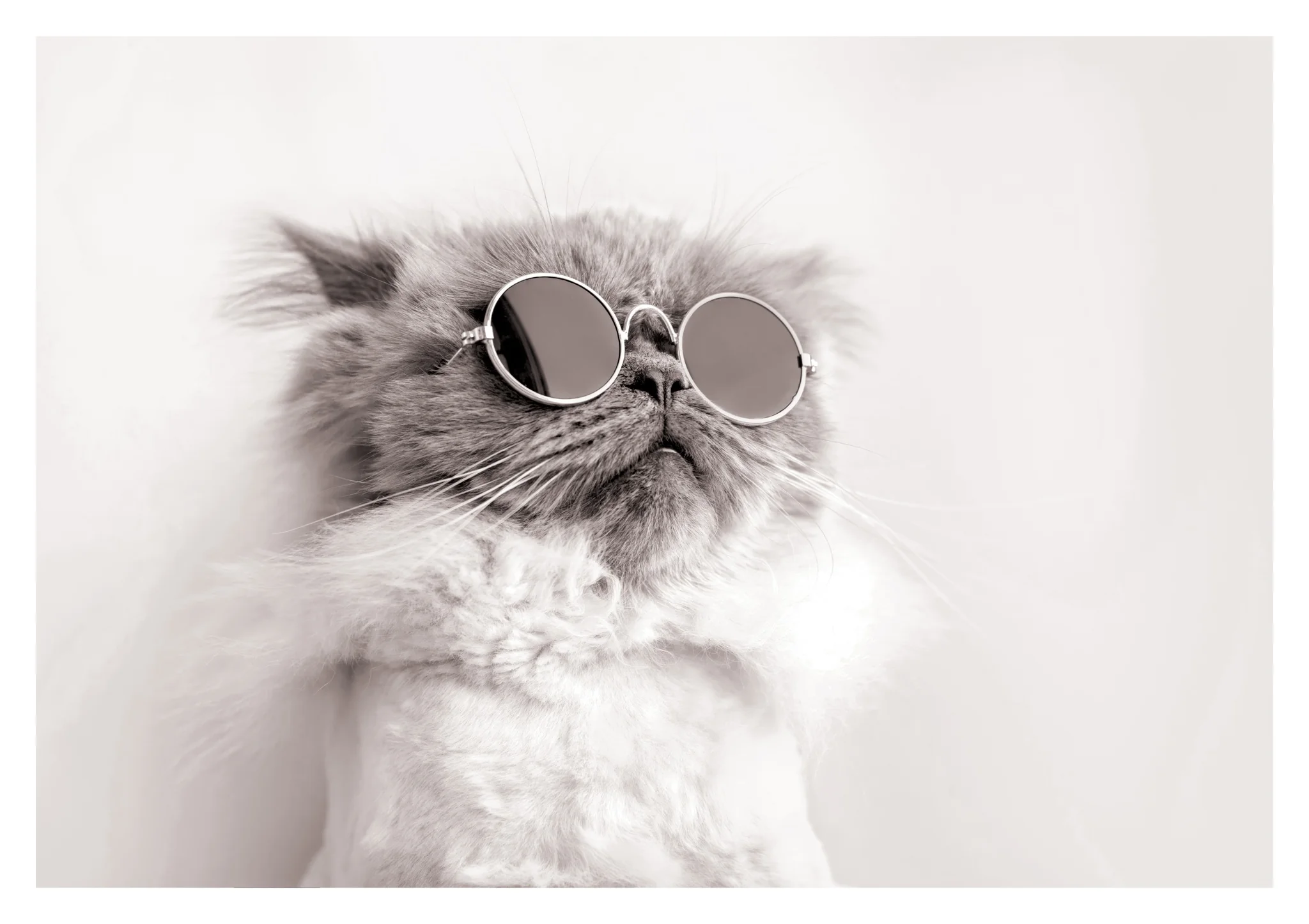Lennon Kitty
