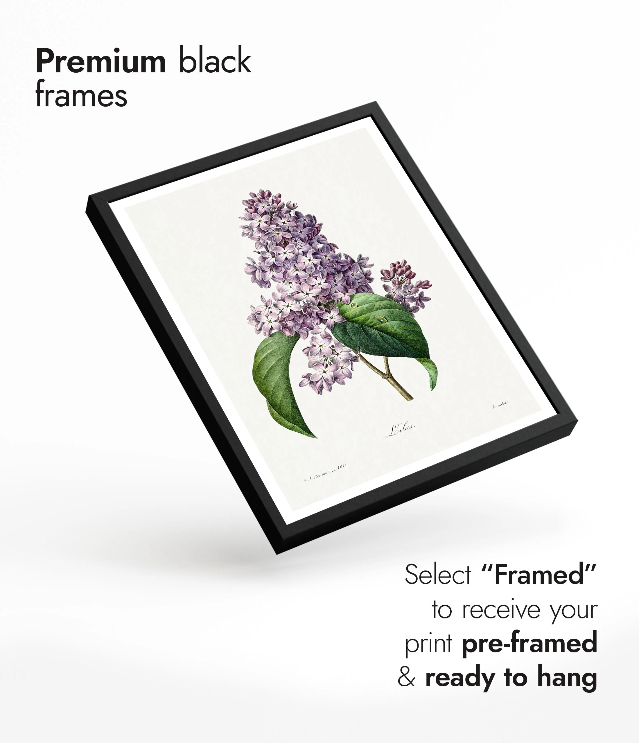 Lilac - Image 7