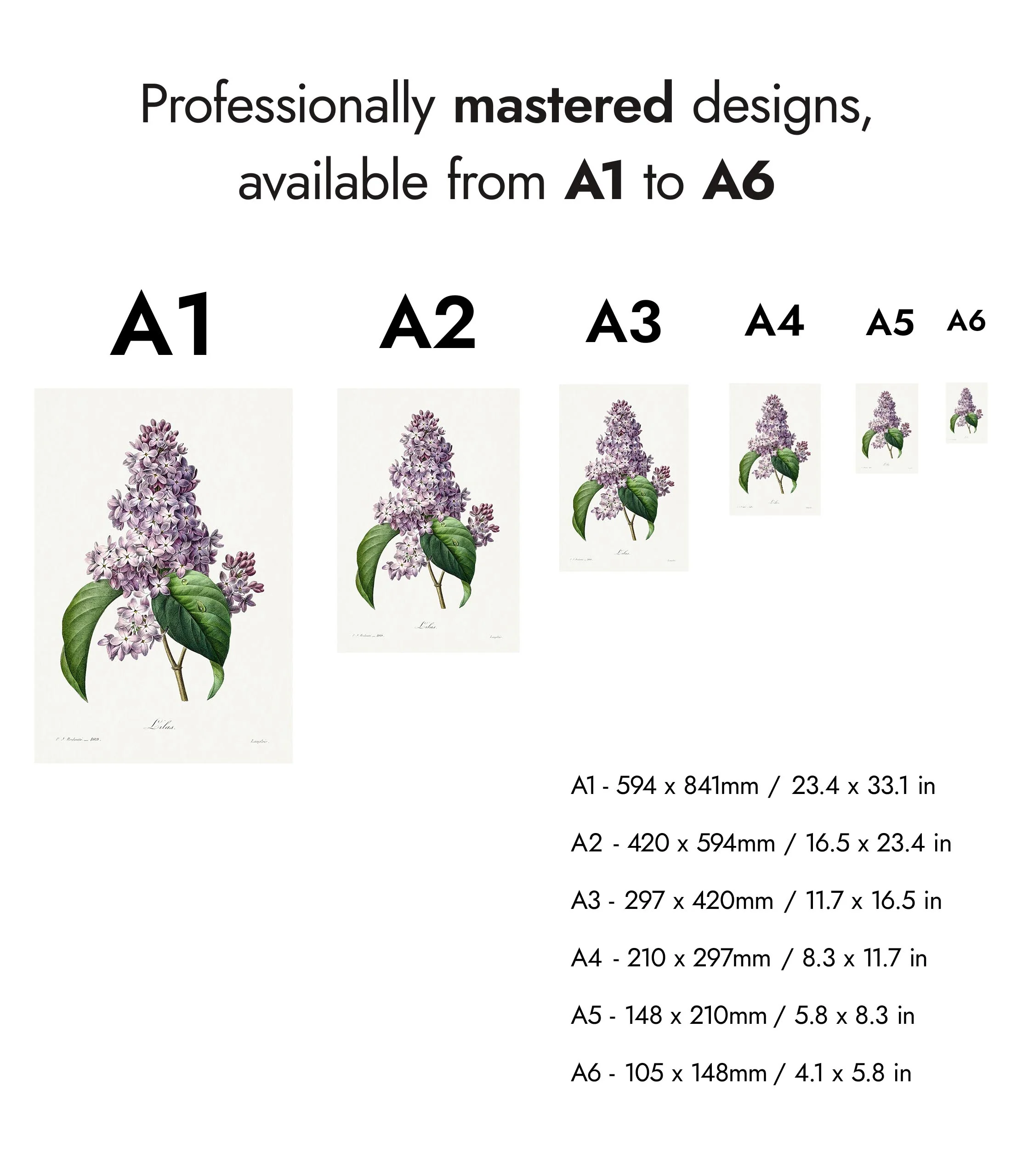 Lilac - Image 8