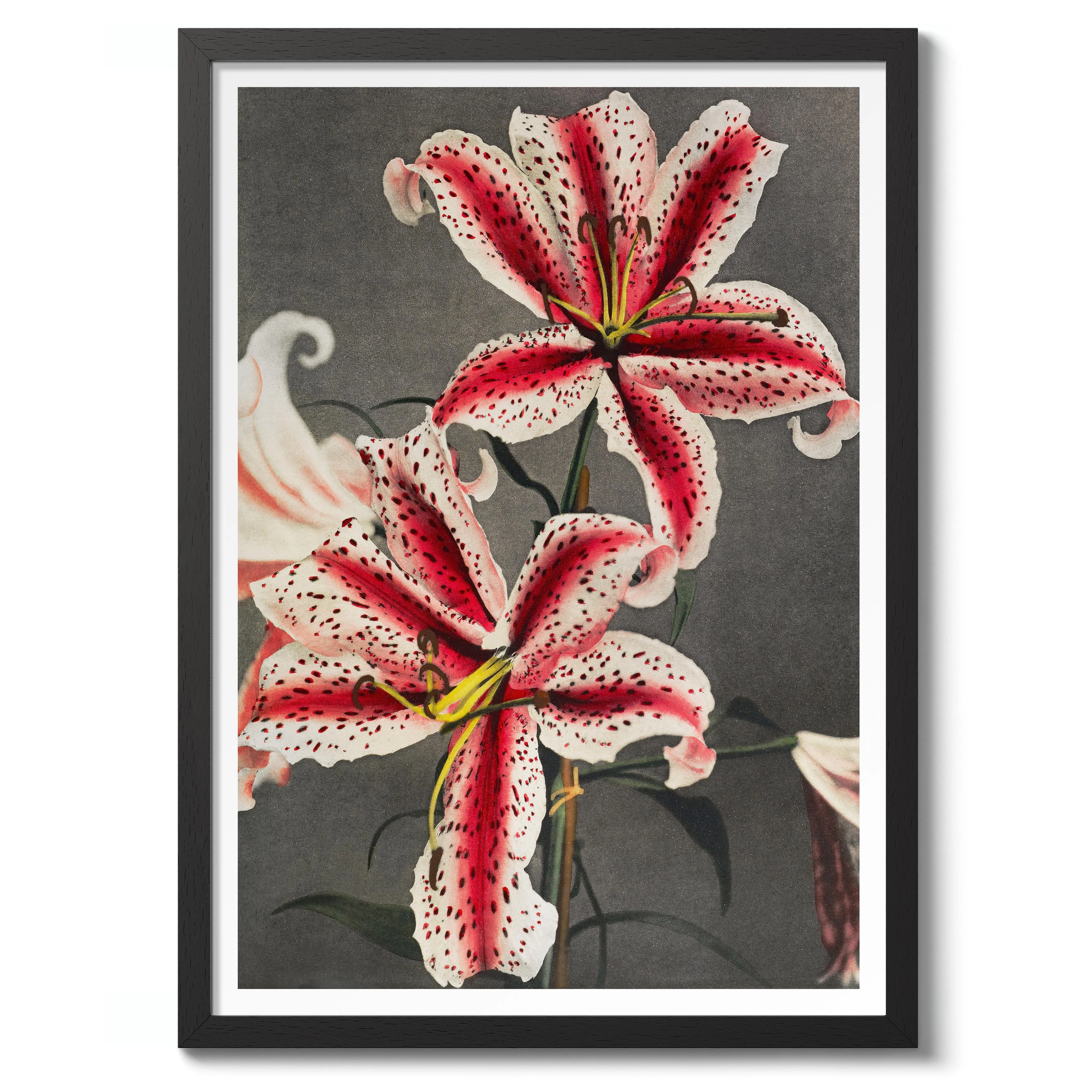 Lily - Image 2