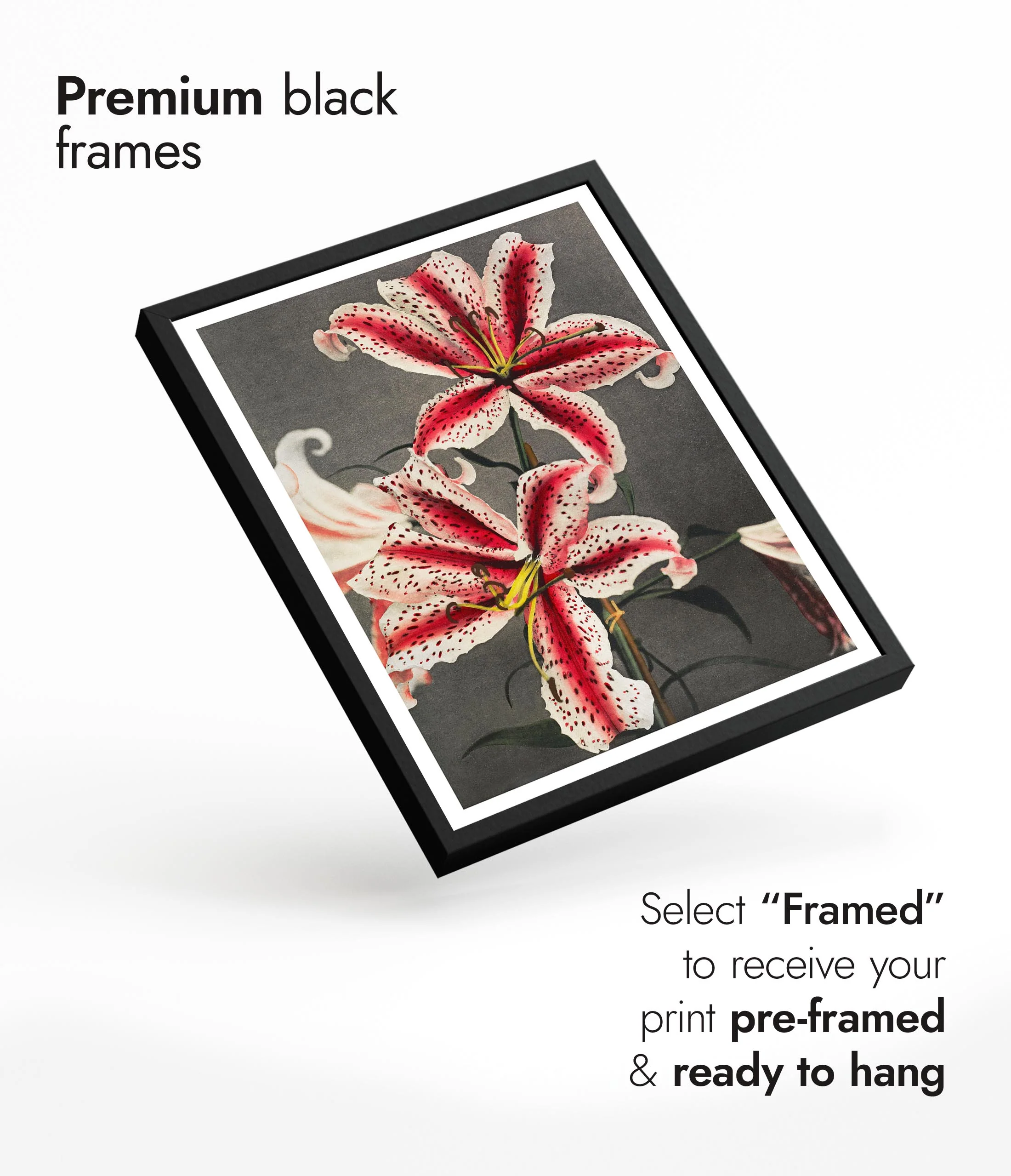 Lily - Image 7