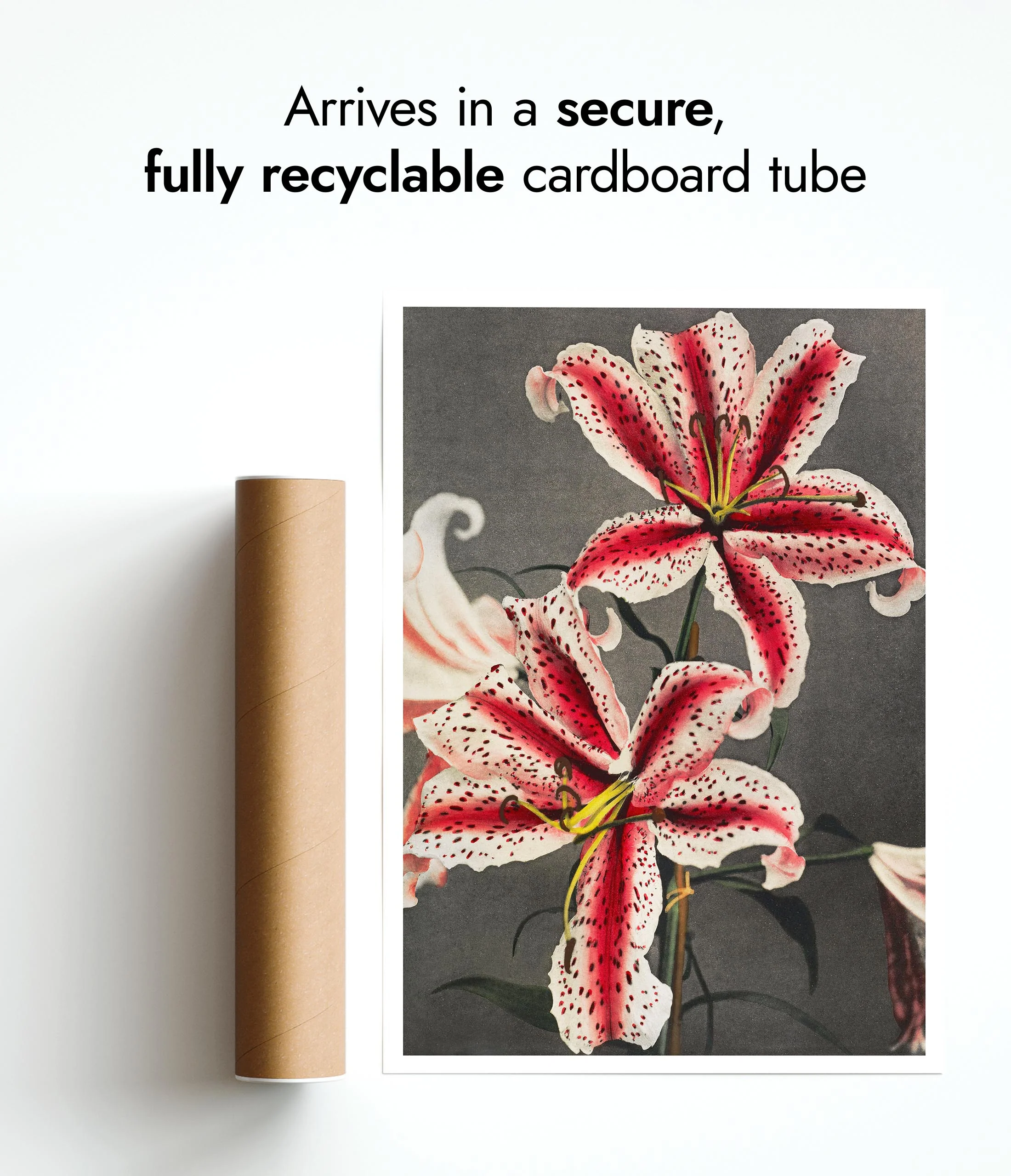 Lily - Image 9