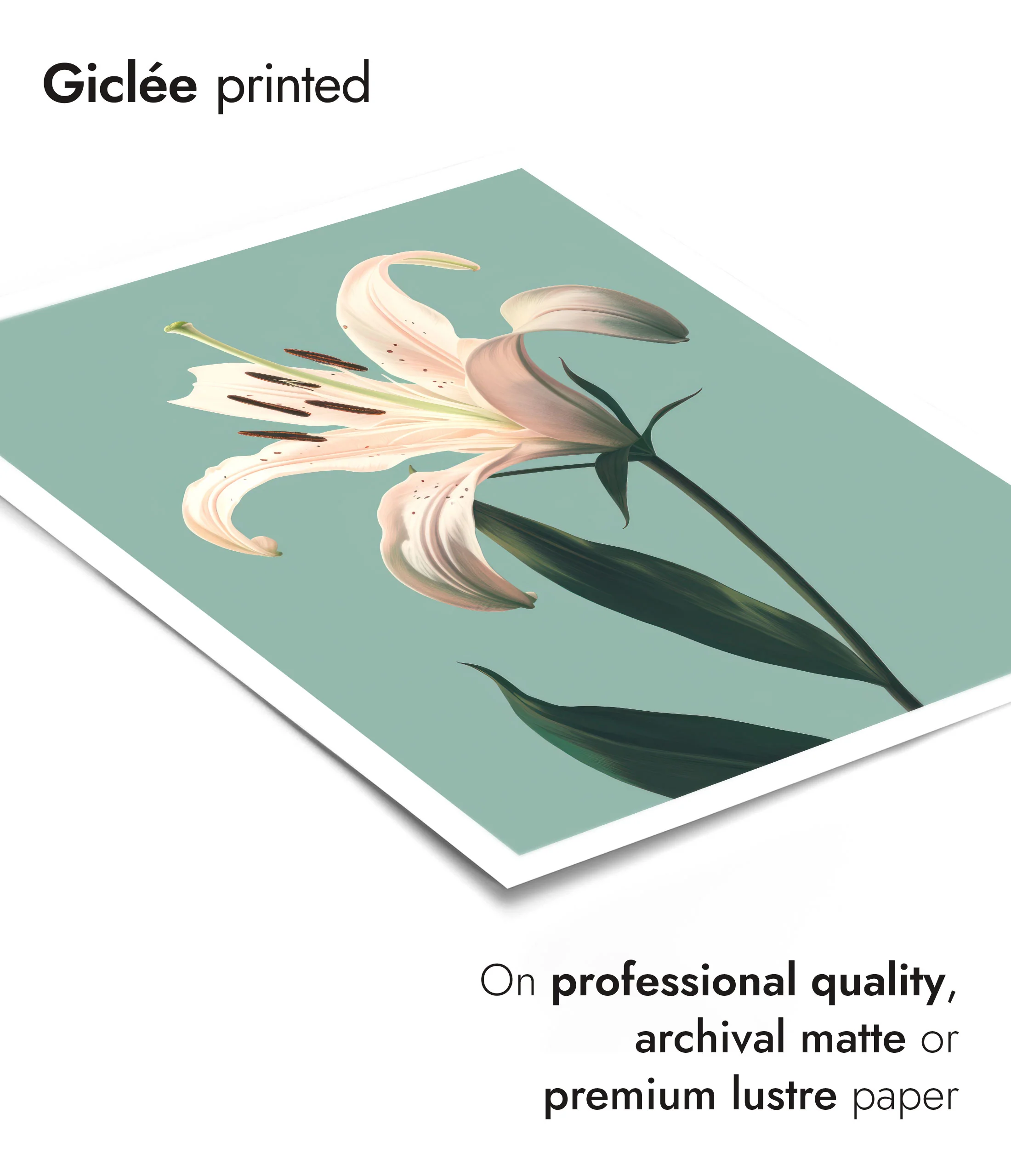 Lily - Image 6