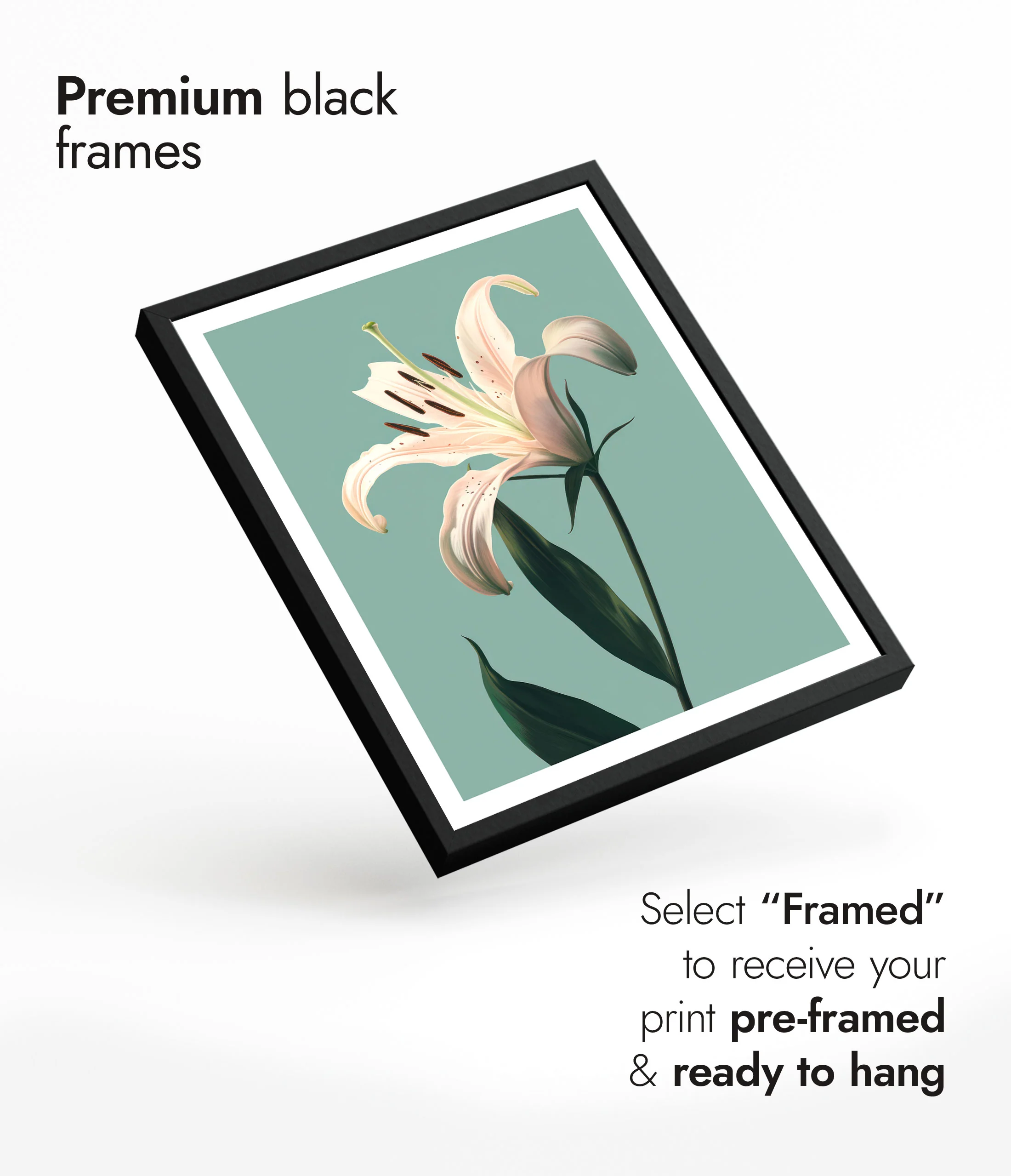 Lily - Image 7