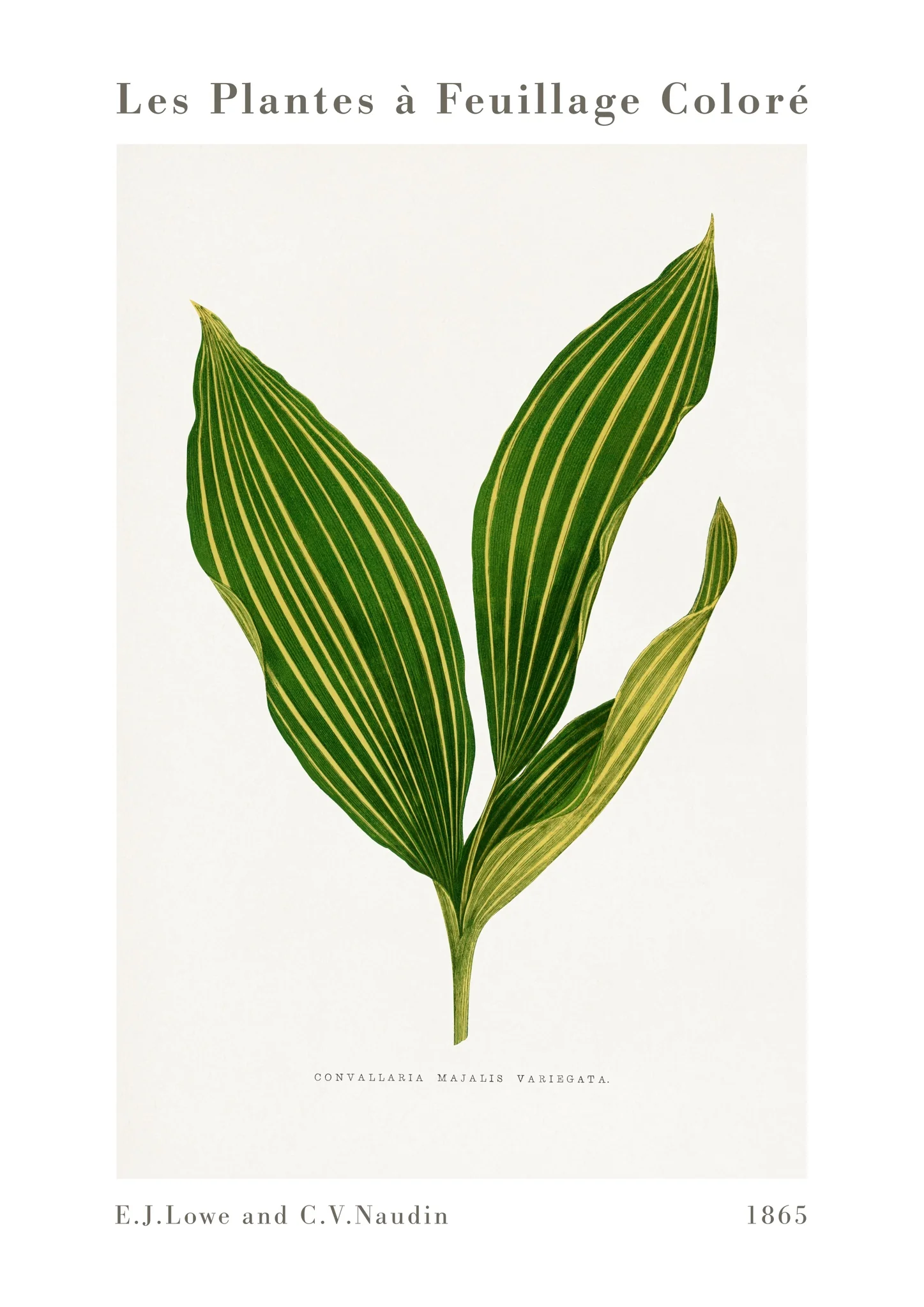 Lily of the Valley