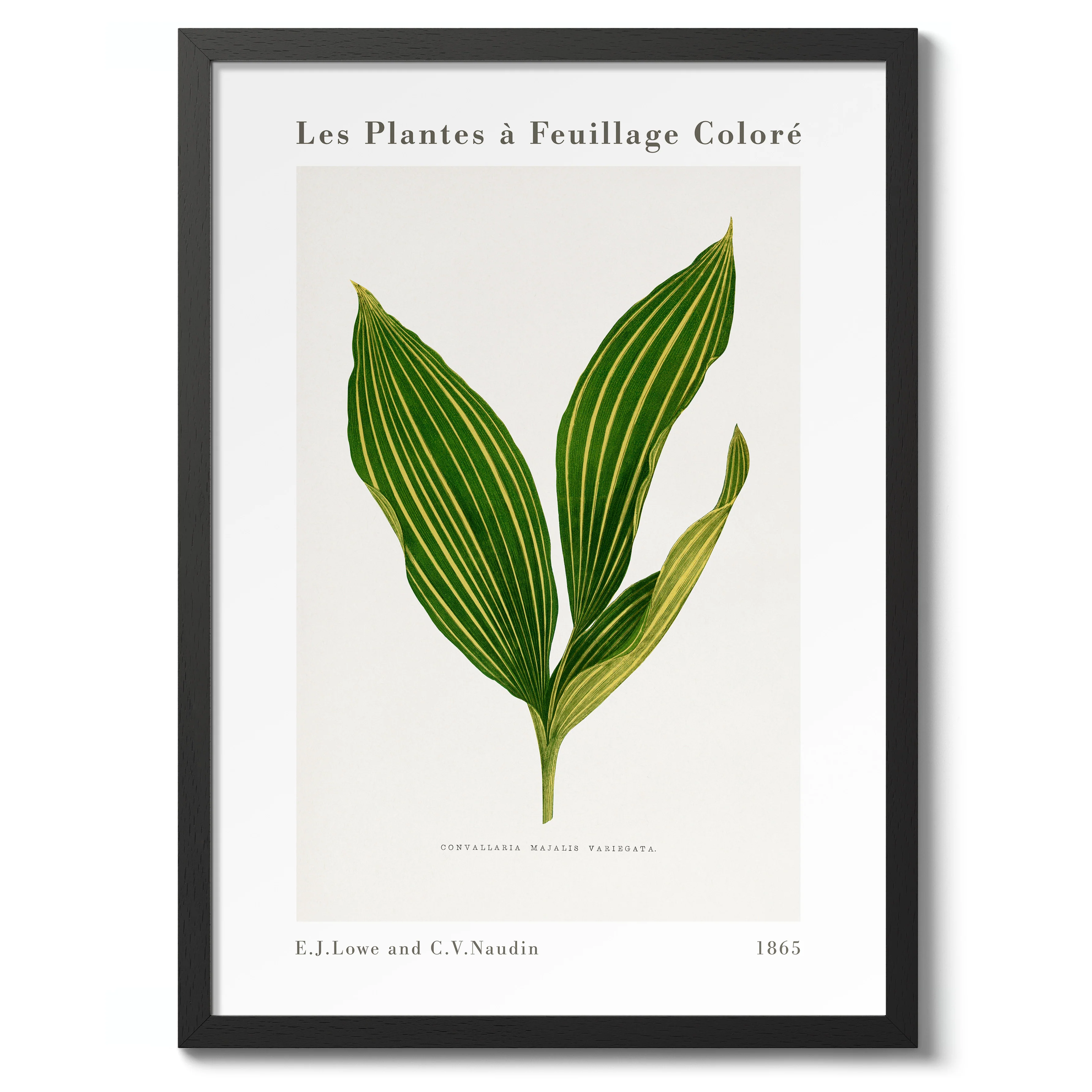 Lily of the Valley - Image 2