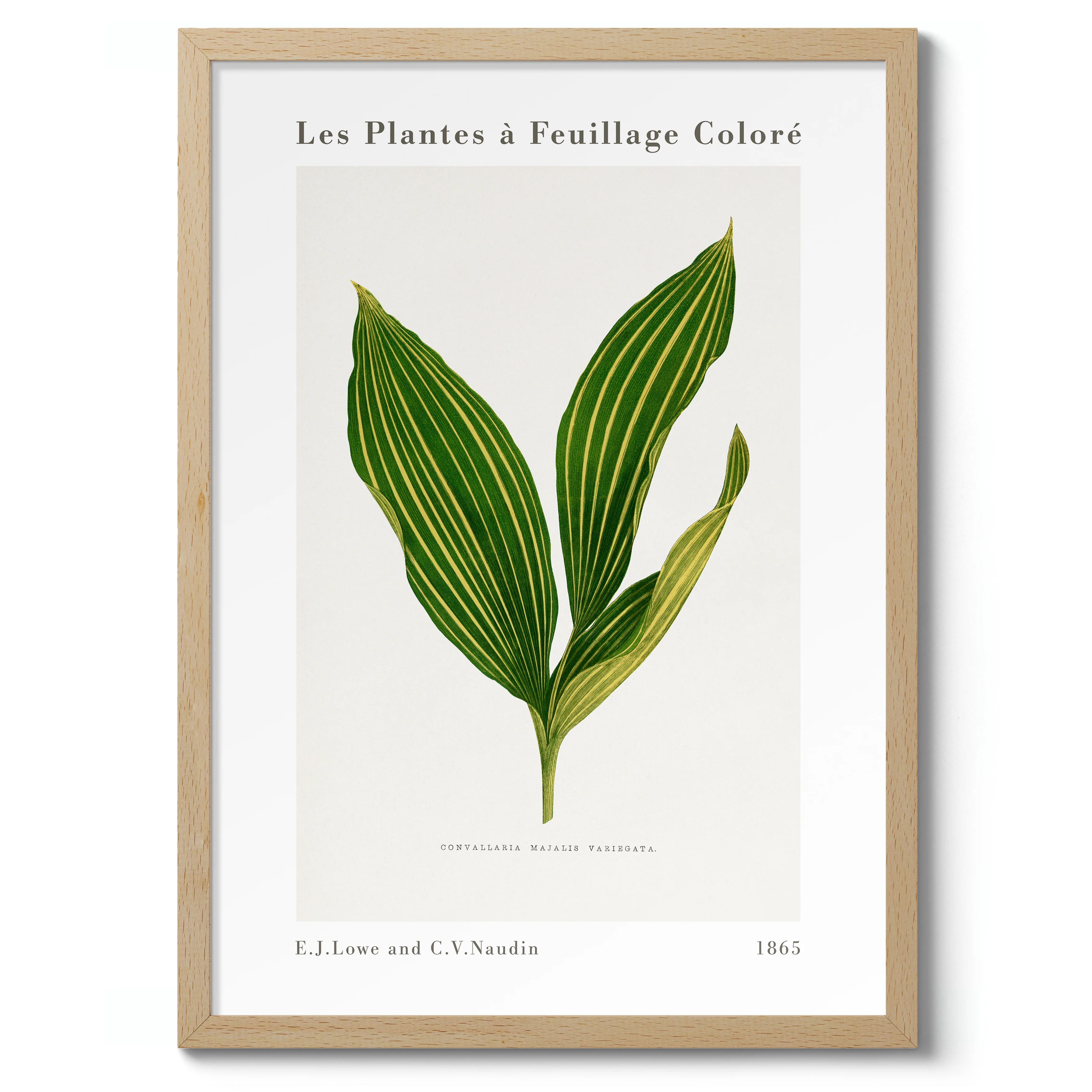Lily of the Valley - Image 3