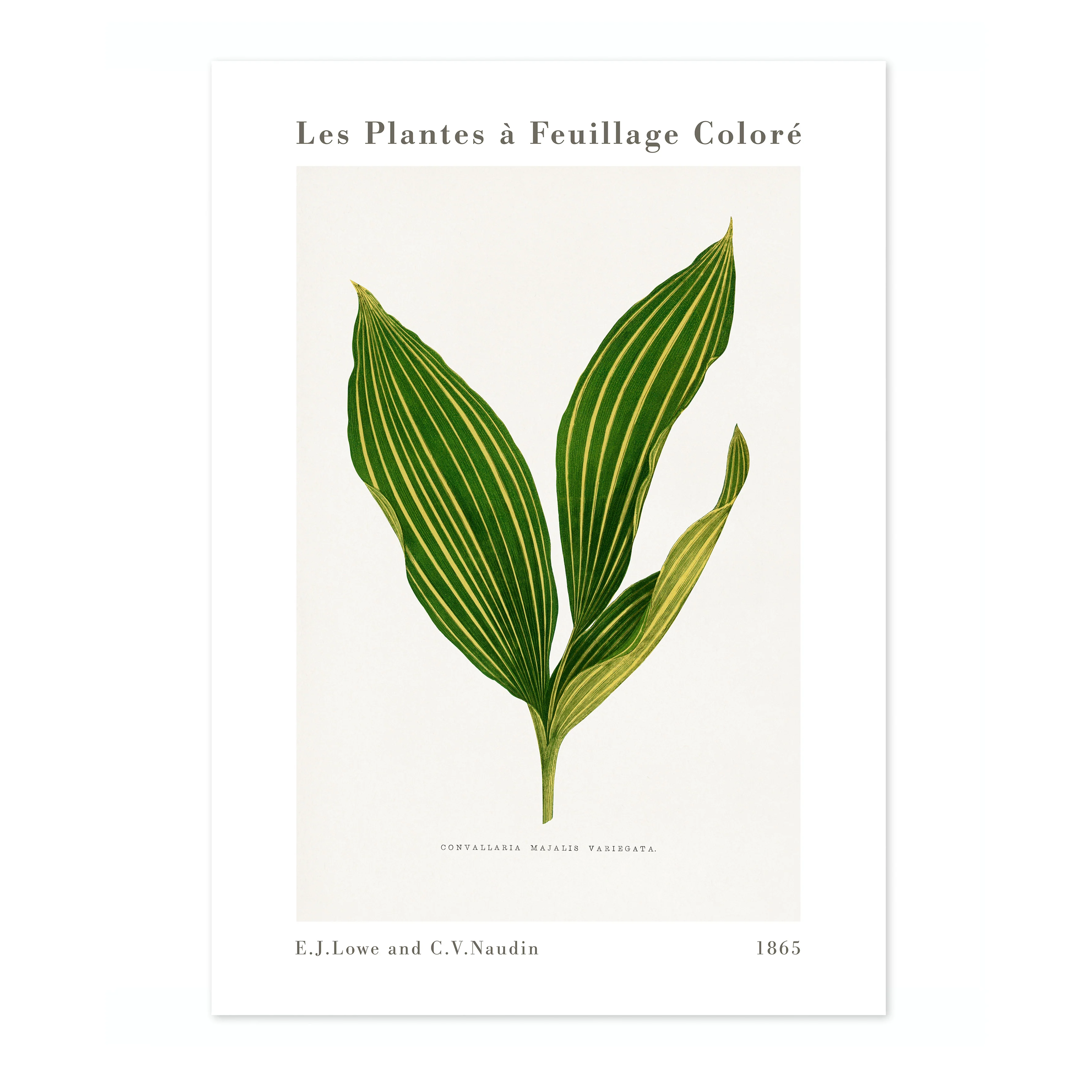 Lily of the Valley - Image 4
