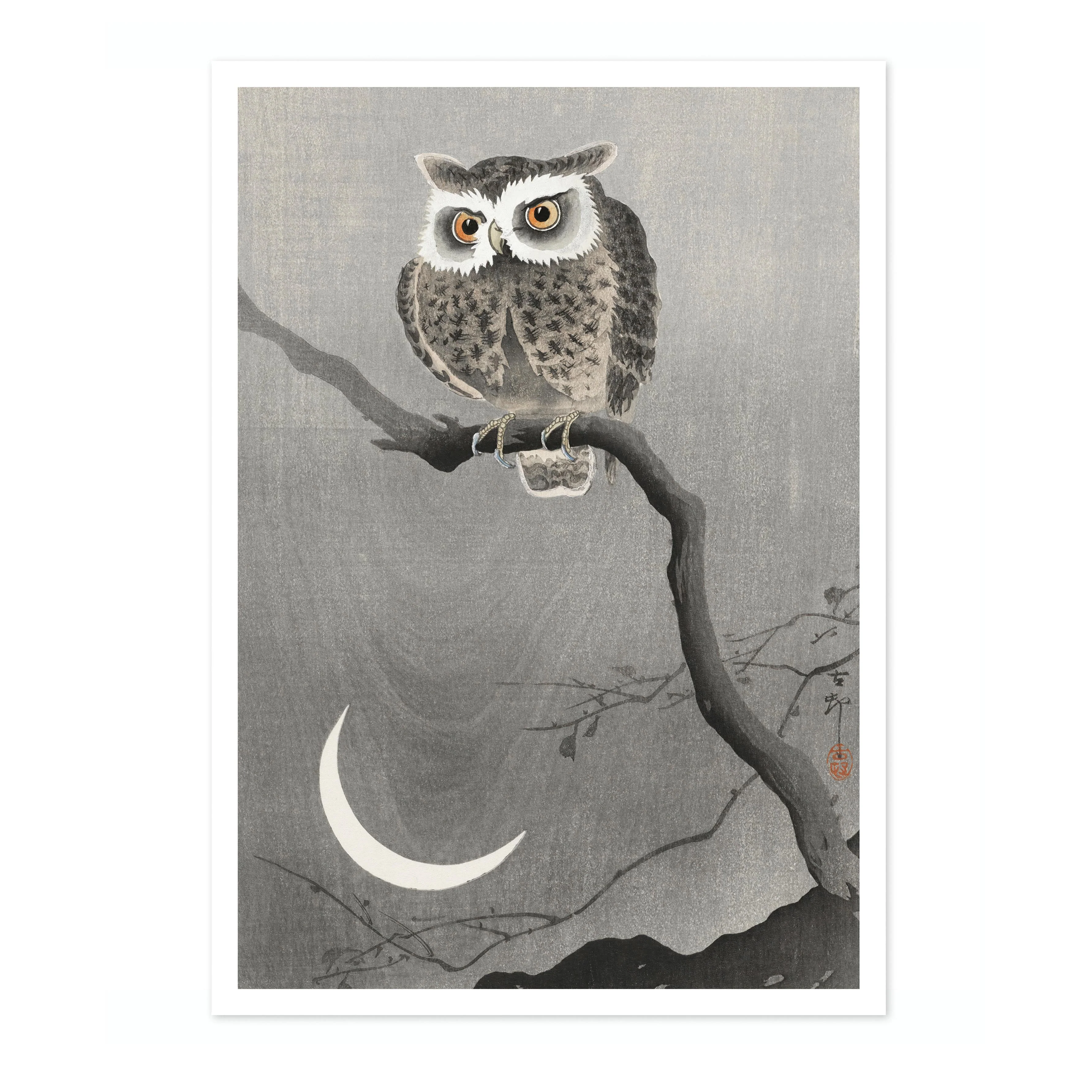 Long-eared Owl on Bare Tree Branch - Image 4