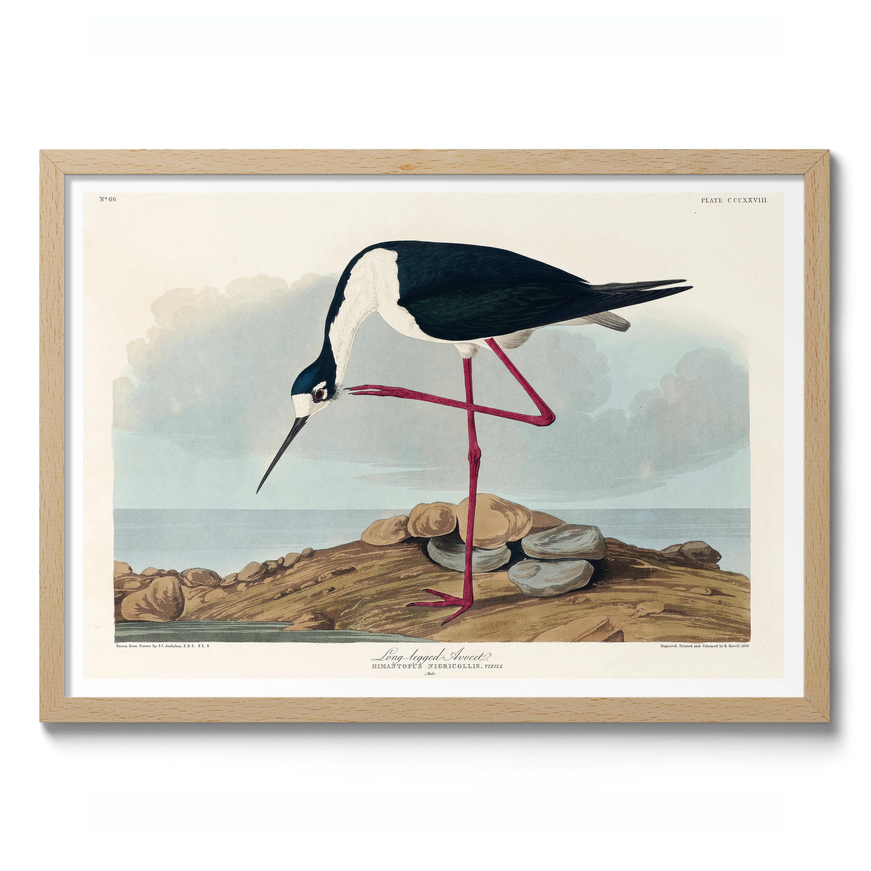 Long-Legged Avocet - Image 3