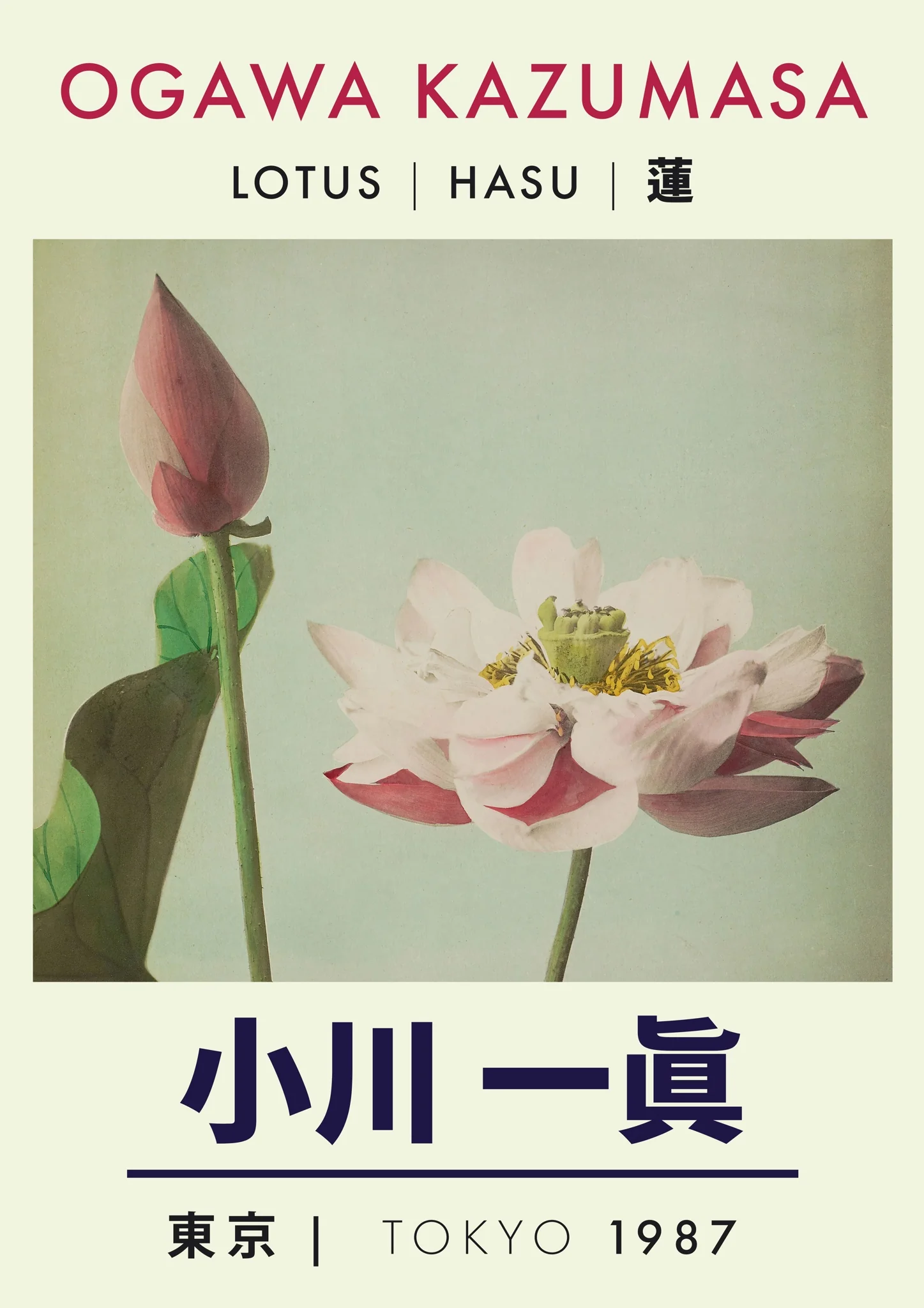 Lotus