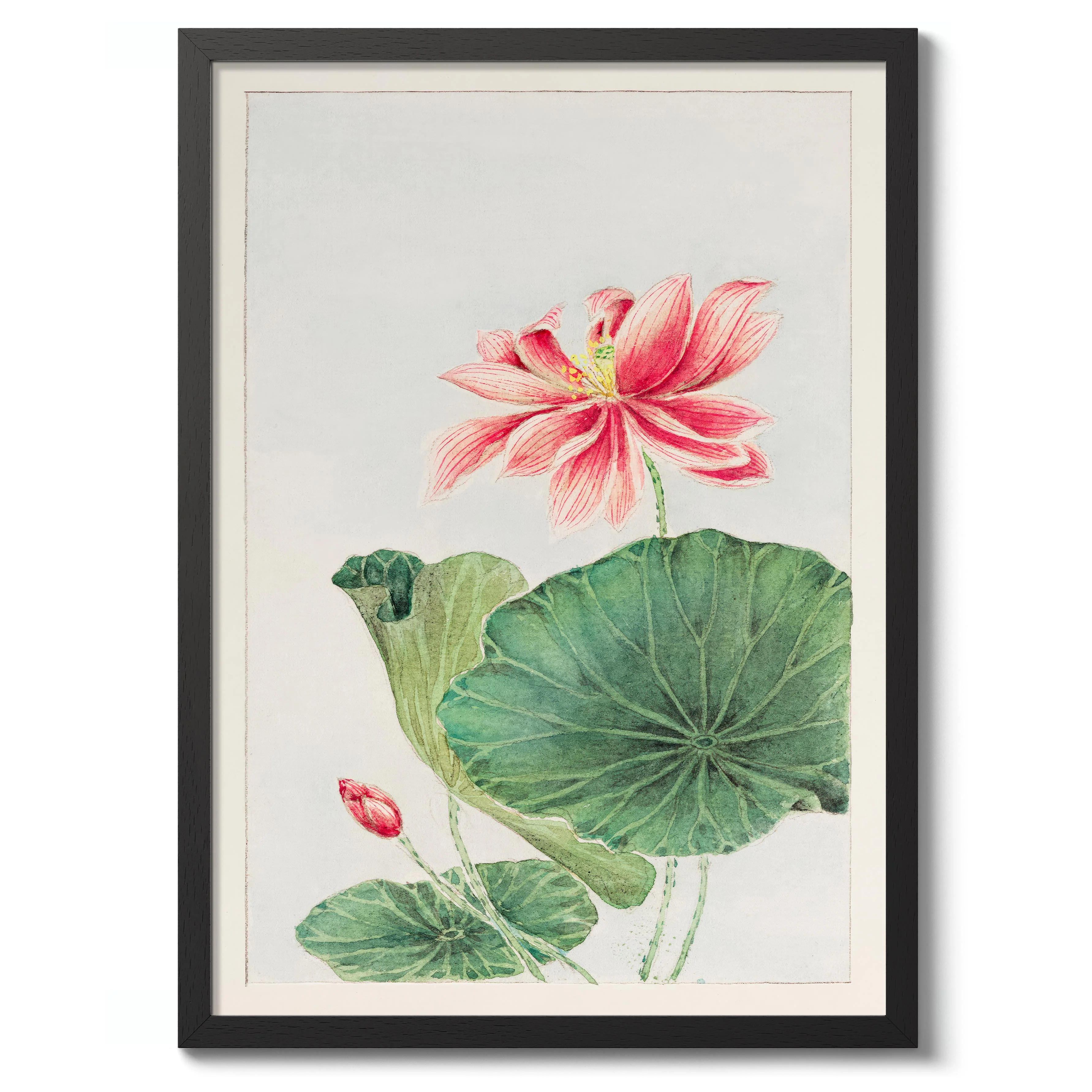 Lotus - Image 2