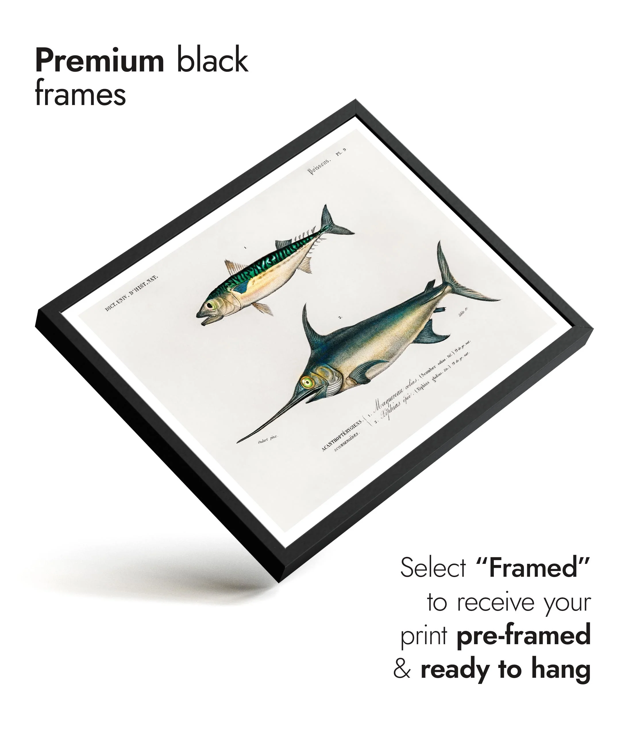 Mackerel & Swordfish - Image 7