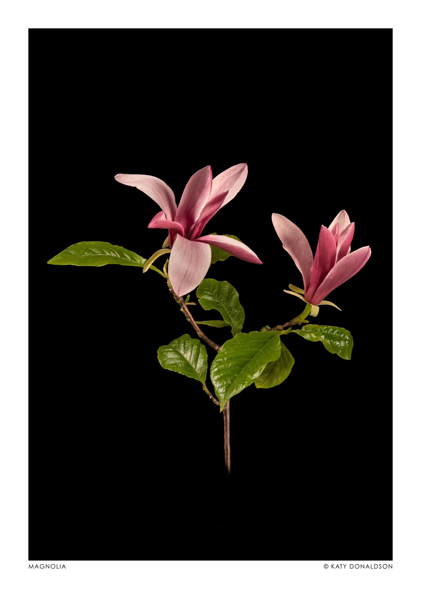 Magnolia