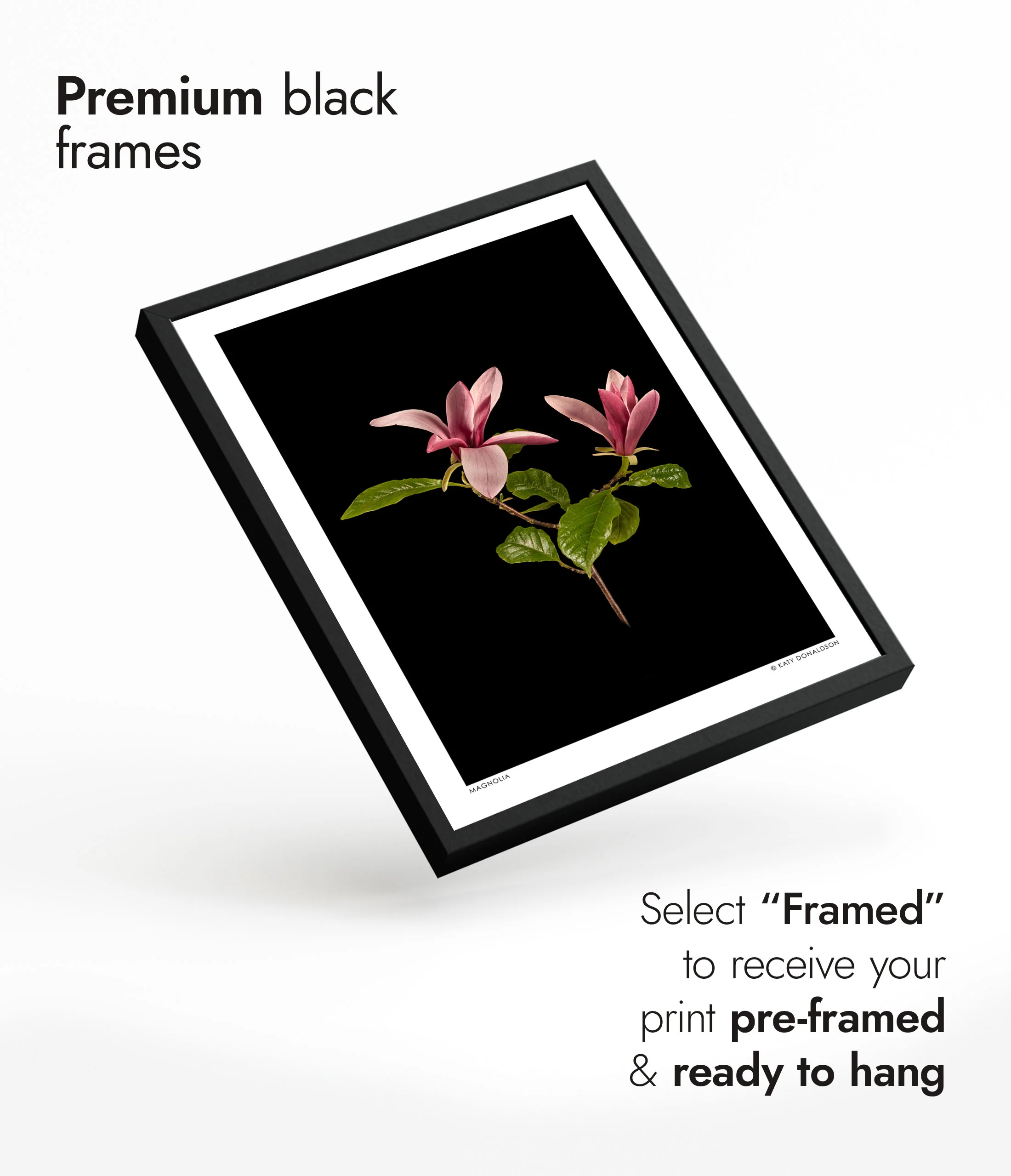 Magnolia - Image 7