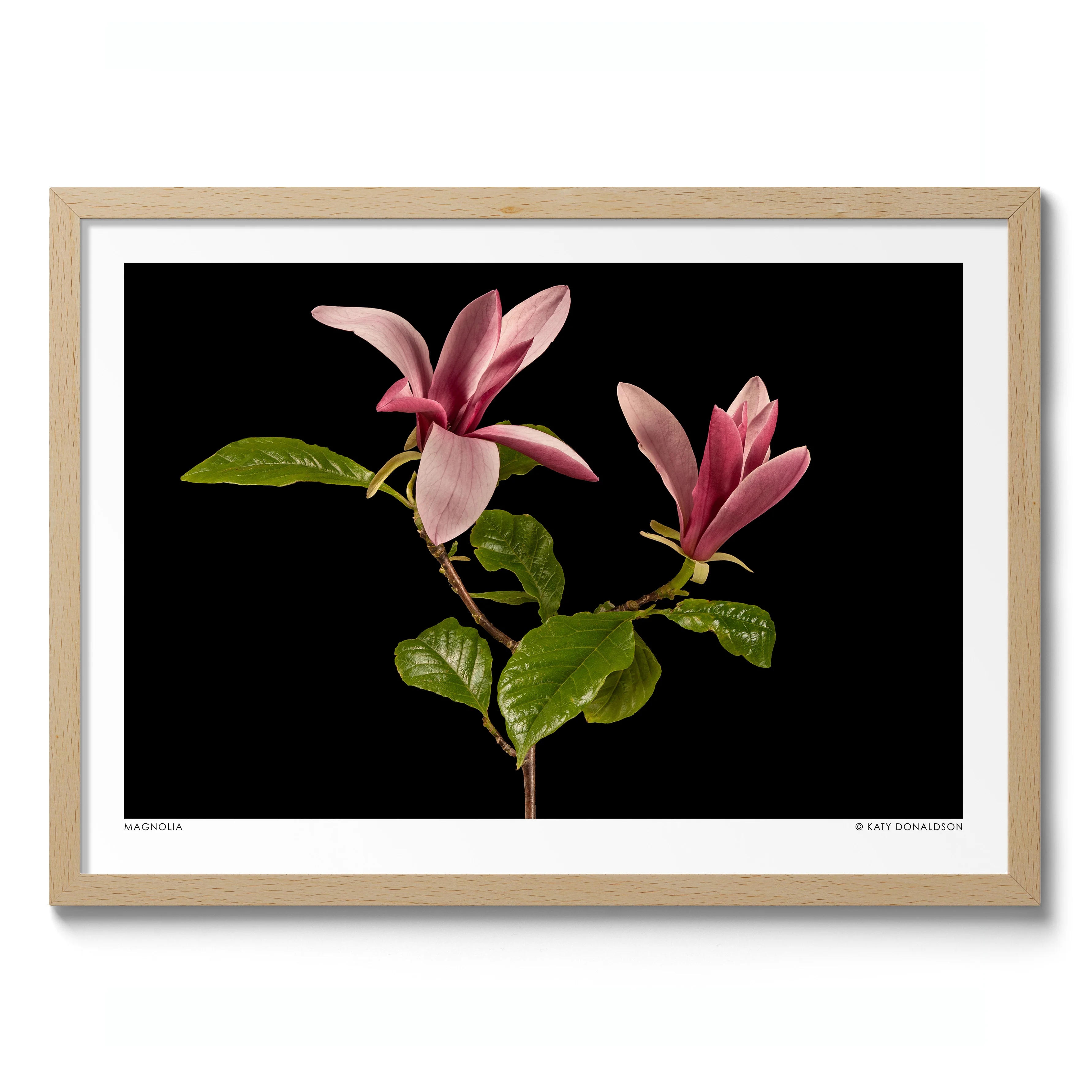 Magnolia - Image 3