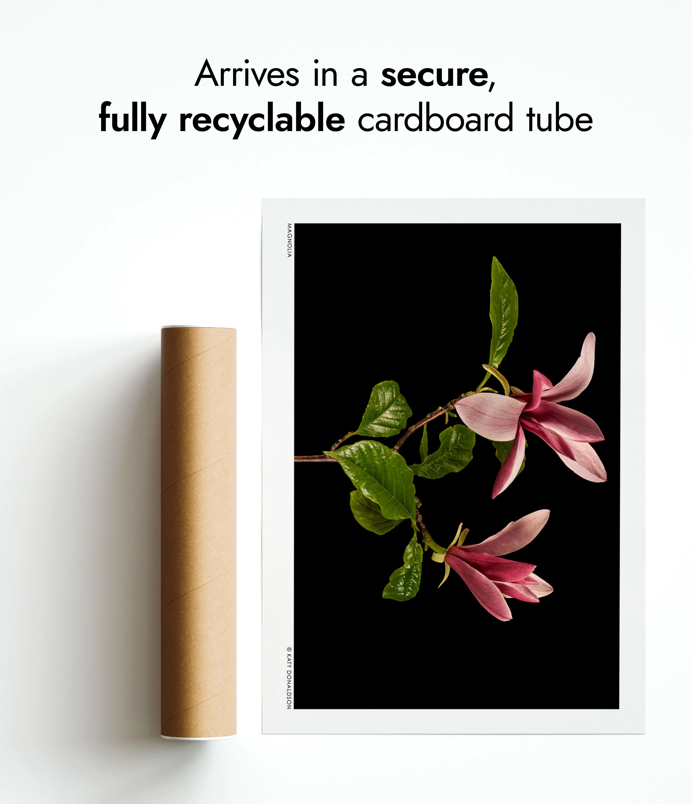Magnolia - Image 9