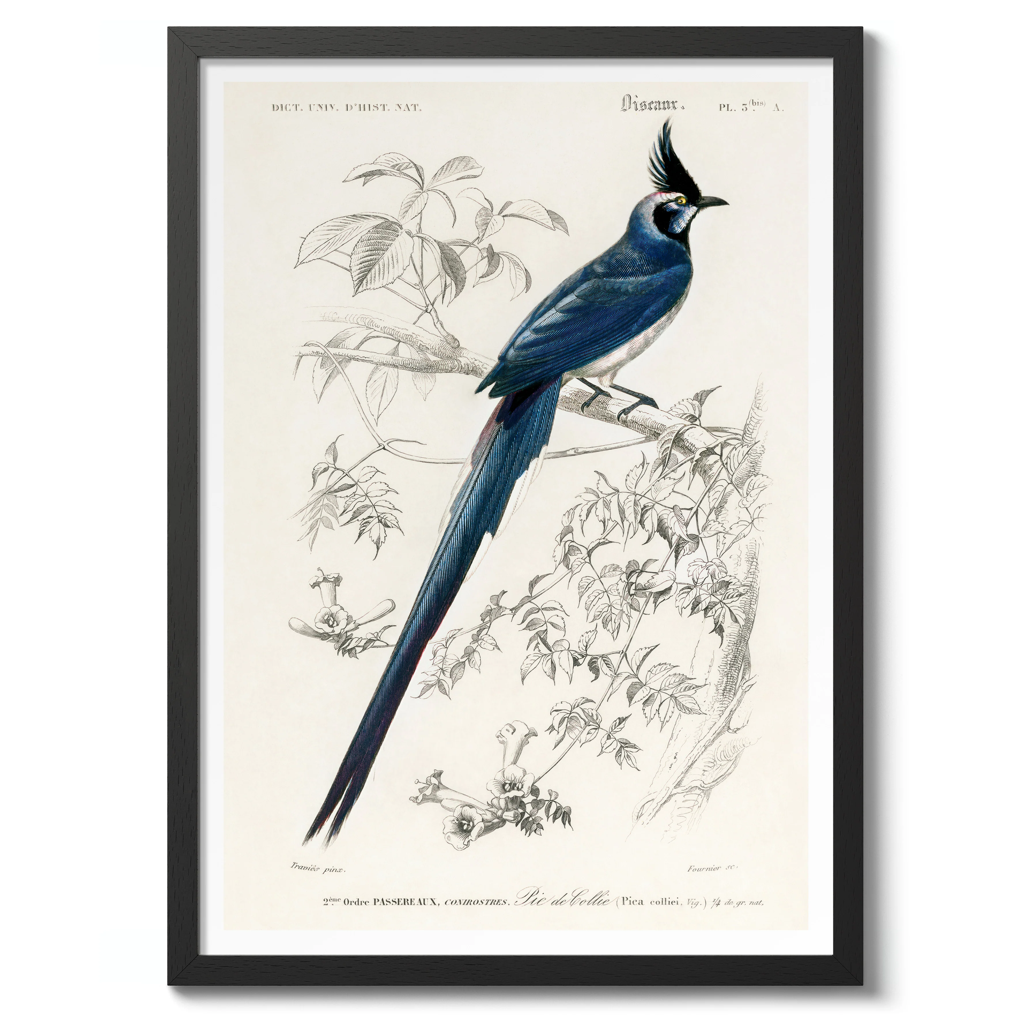 Magpie-Jays - Image 2
