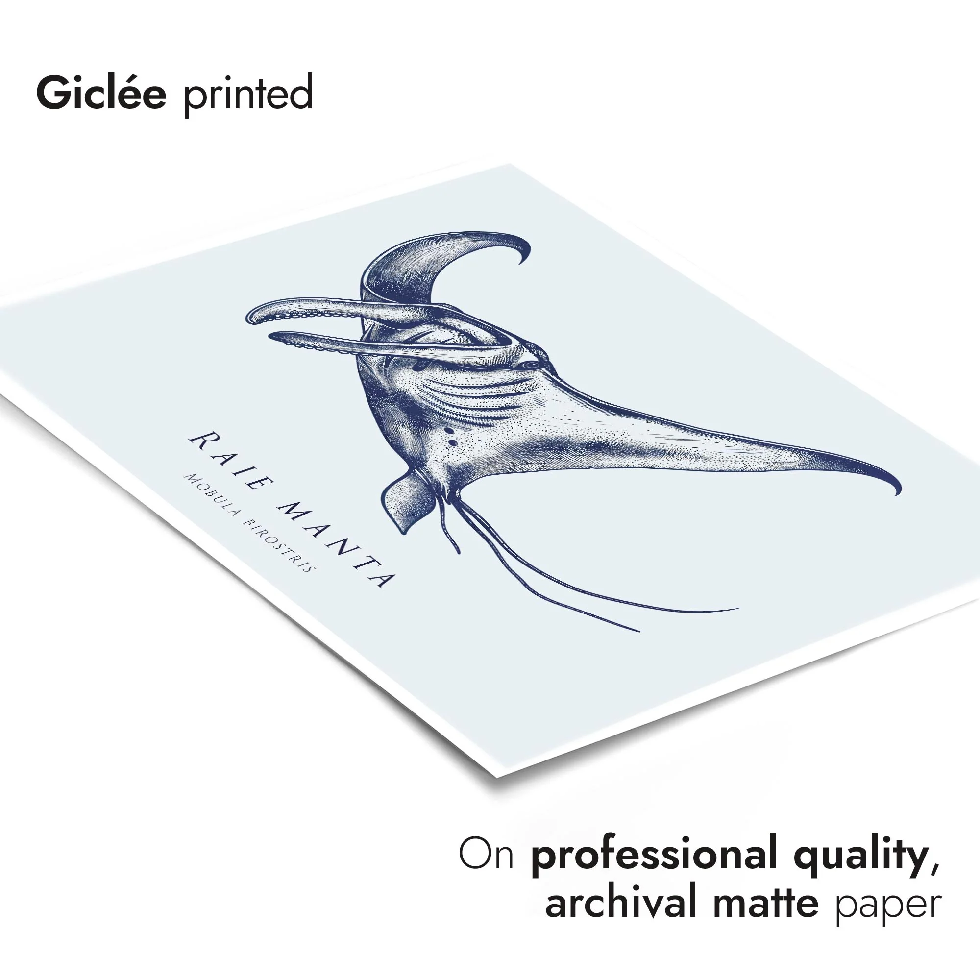 Manta Ray - Image 6