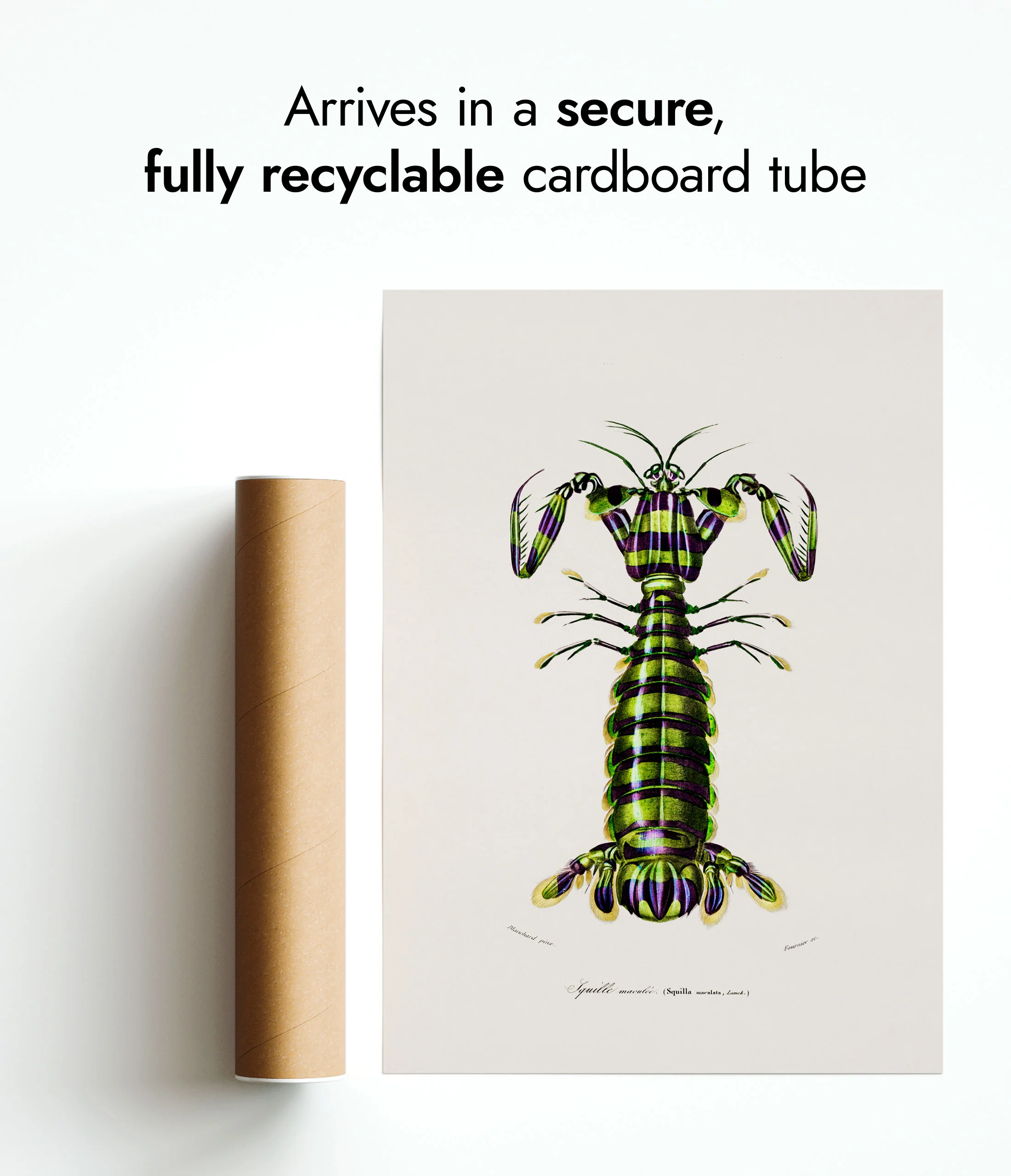 Mantis Shrimp - Image 9