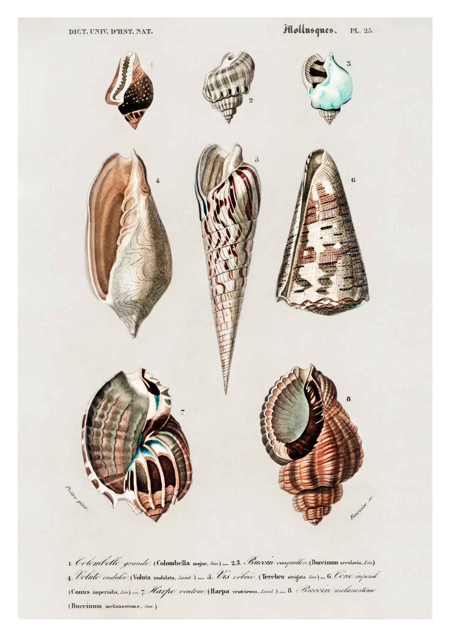 Mollusks