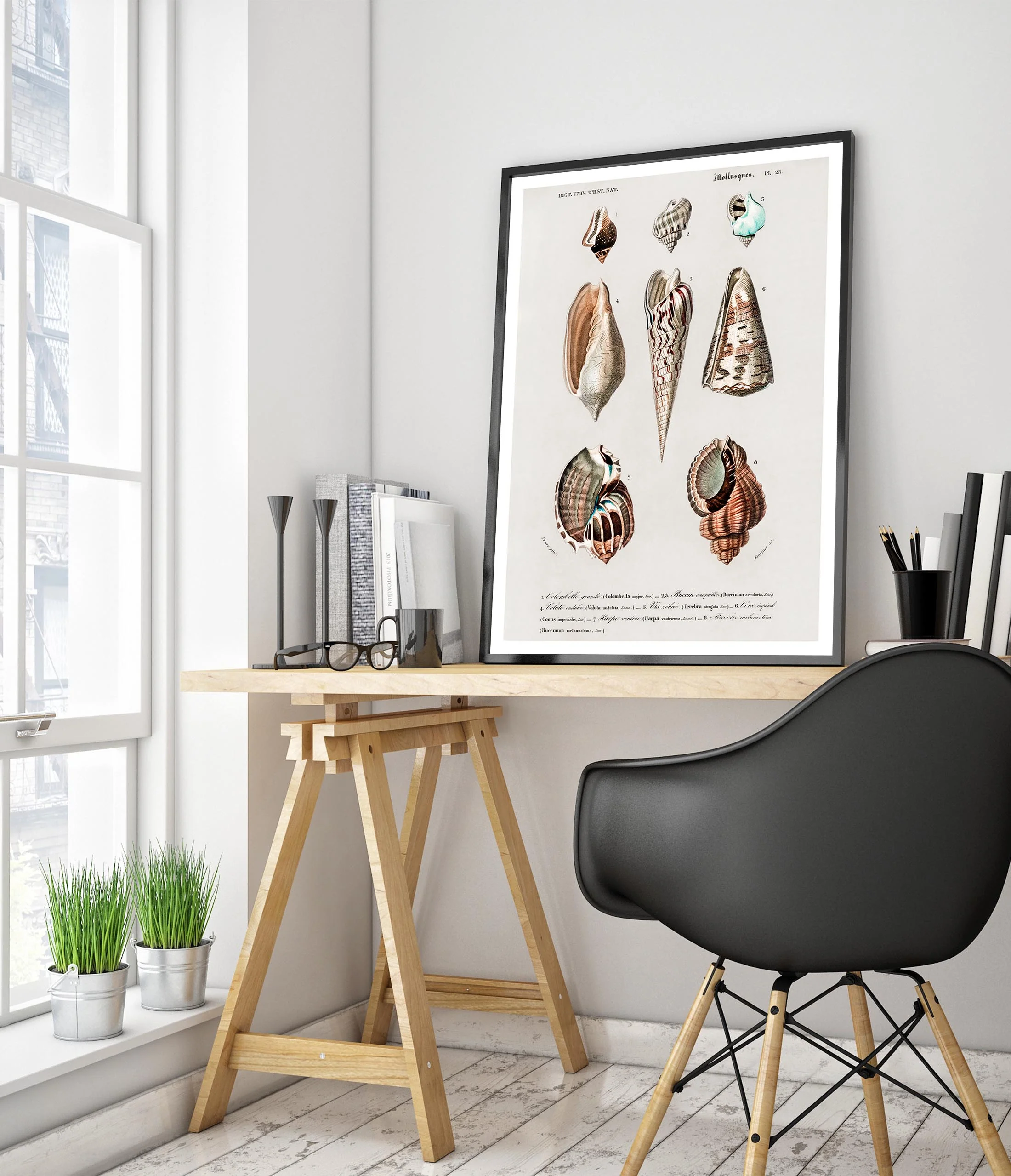 Mollusks - Image 5
